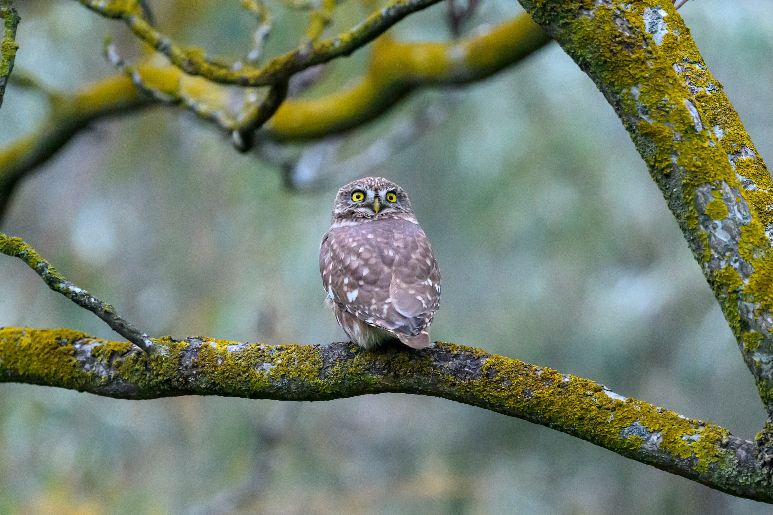 Дагестан. Ноябрь 2025. Фотограф Сергей Пупонин
