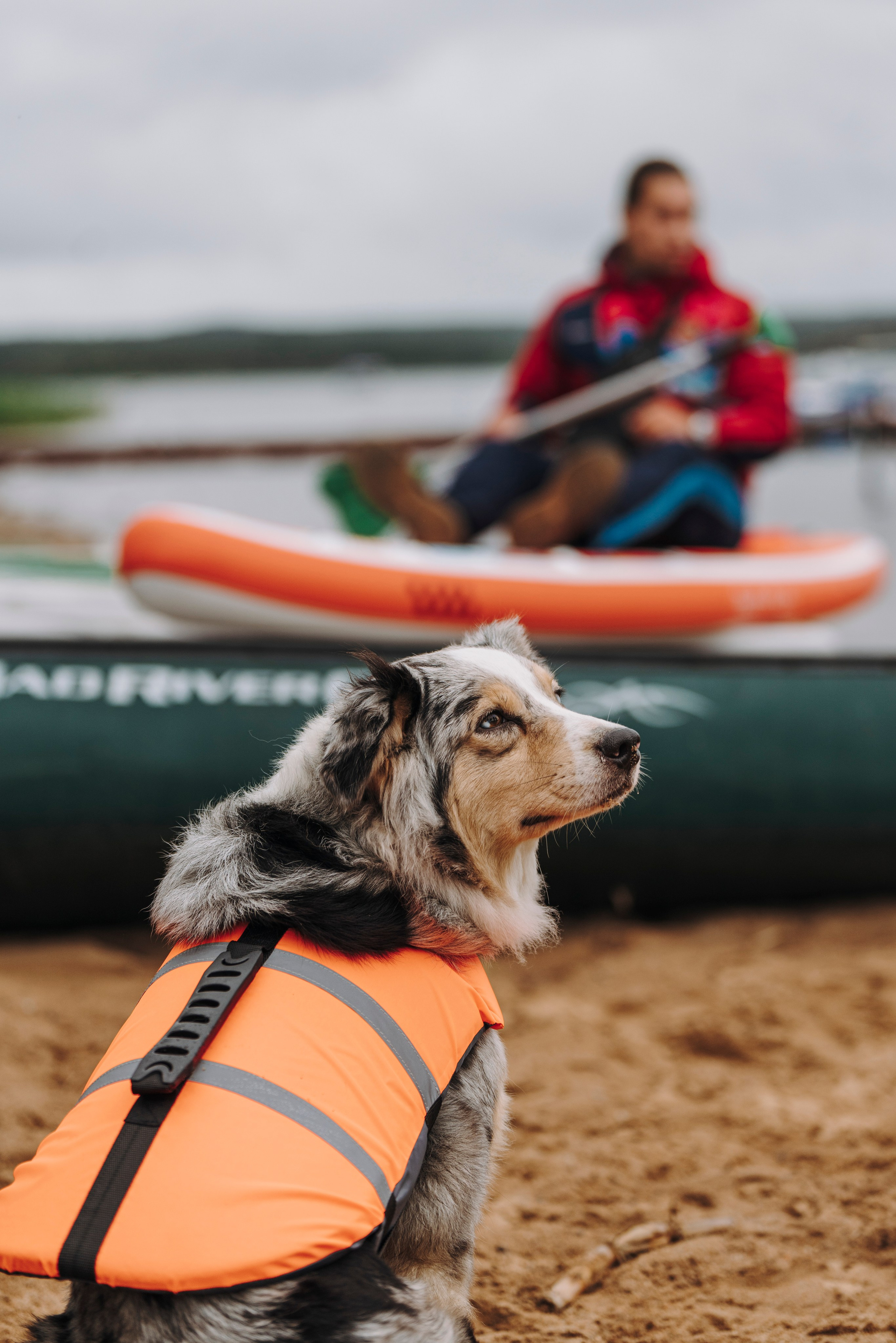 Катание на сапах с собаками. Фотограф анималист в Спб недорого Олеся Майорова
