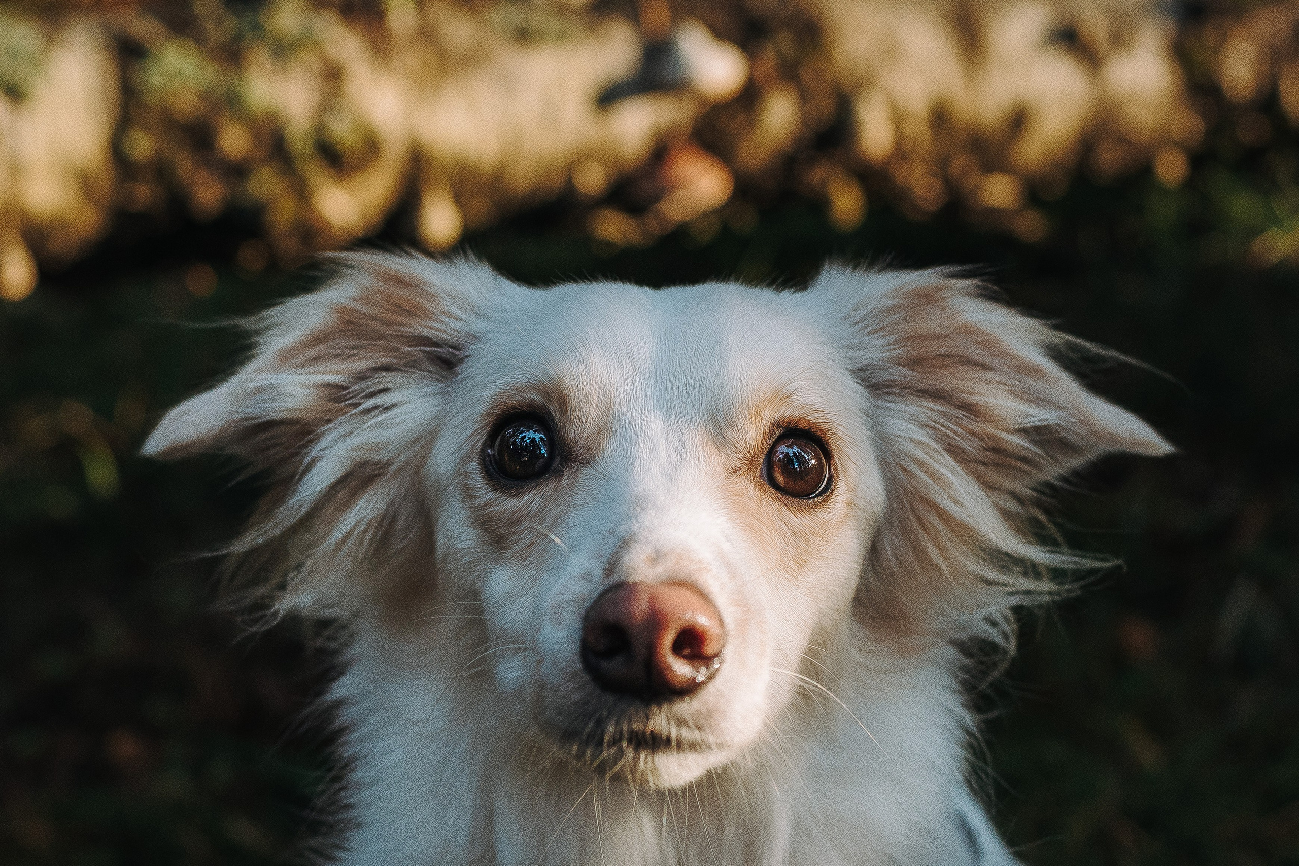 Бруно, Алена и Антон. Фотограф анималист в Спб недорого Олеся Майорова