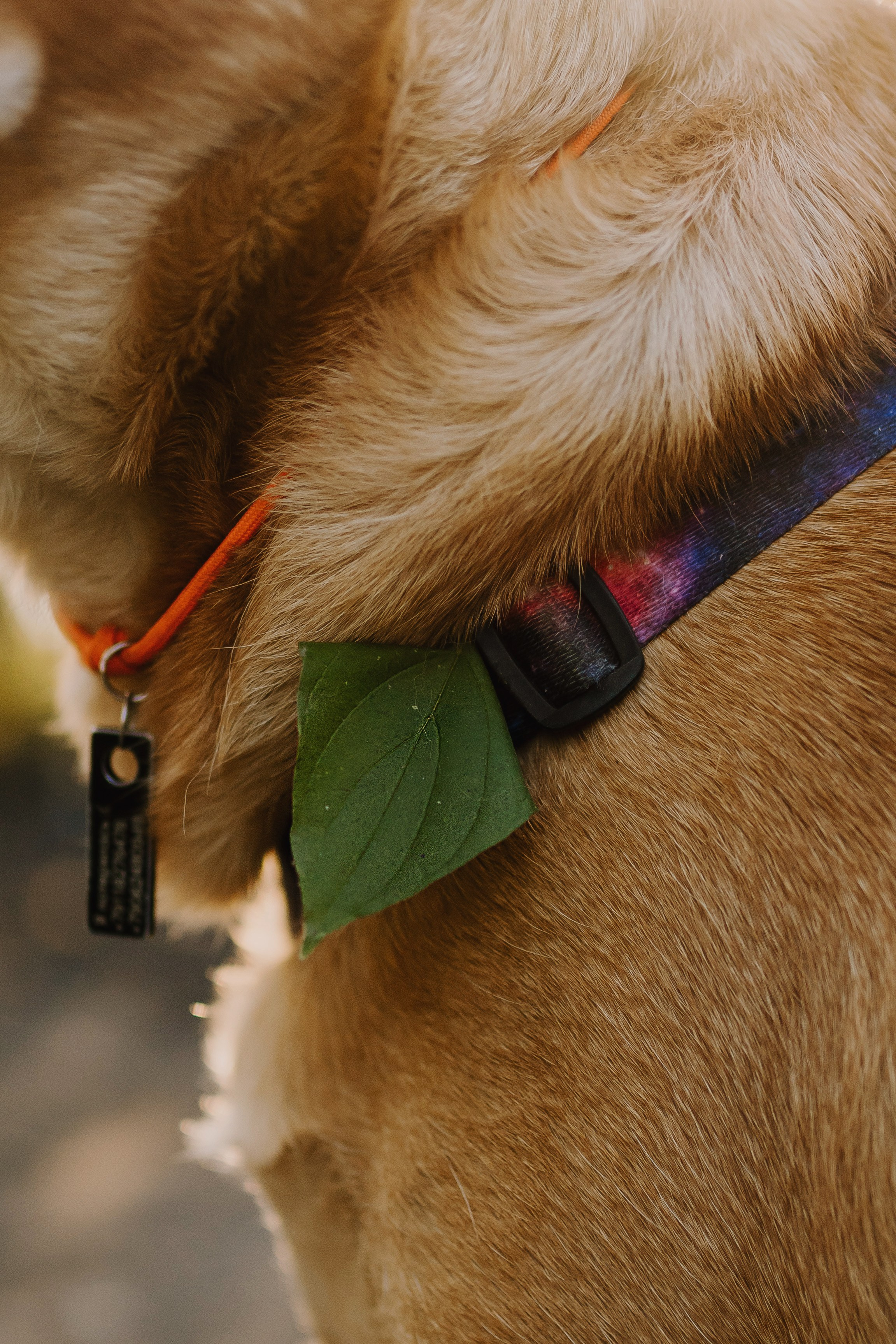 Семейная фотосессия с двумя собаками на закате. Фотограф анималист в Спб недорого Олеся Майорова