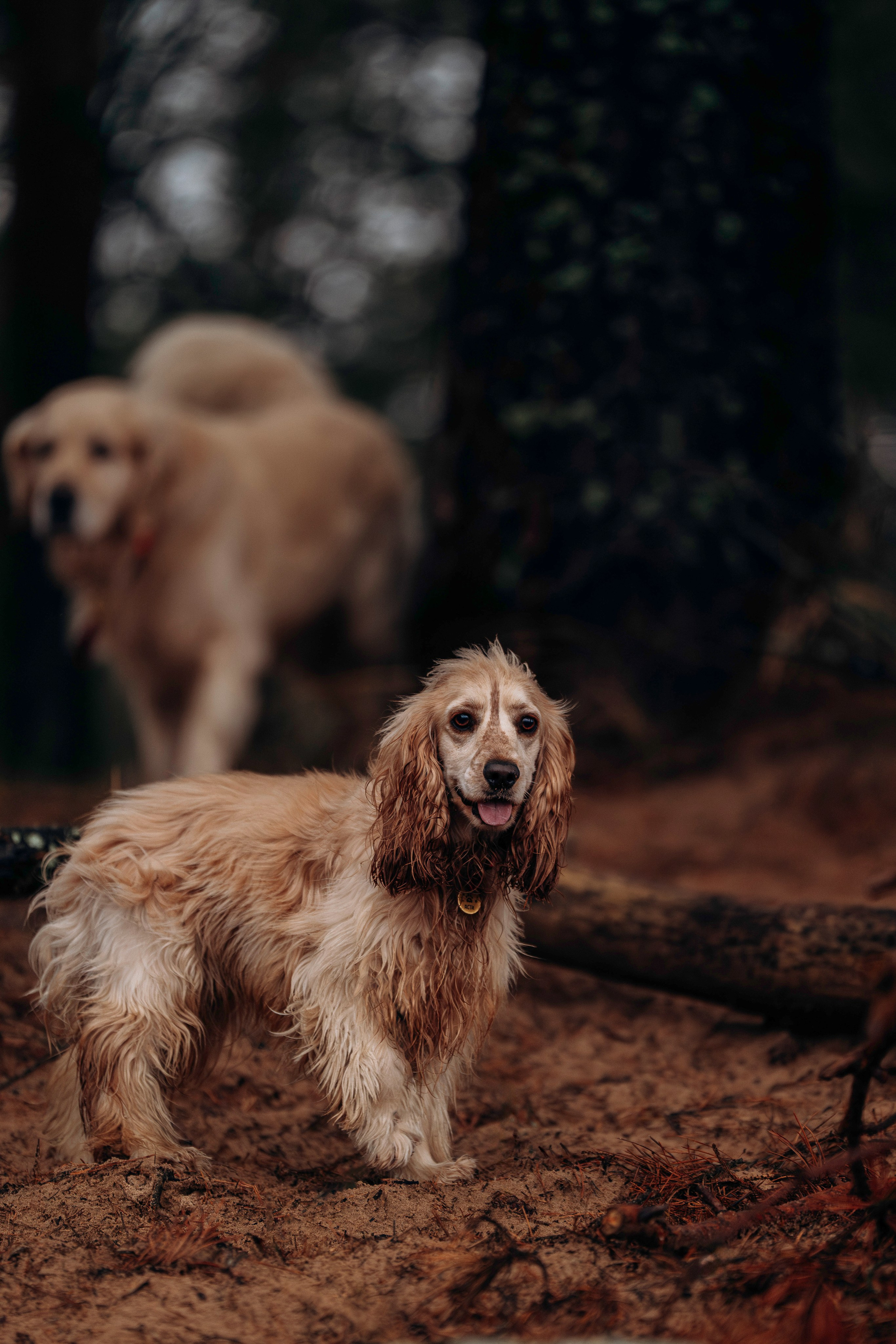 Асти, Крис и Александра. Фотограф анималист в Спб недорого Олеся Майорова