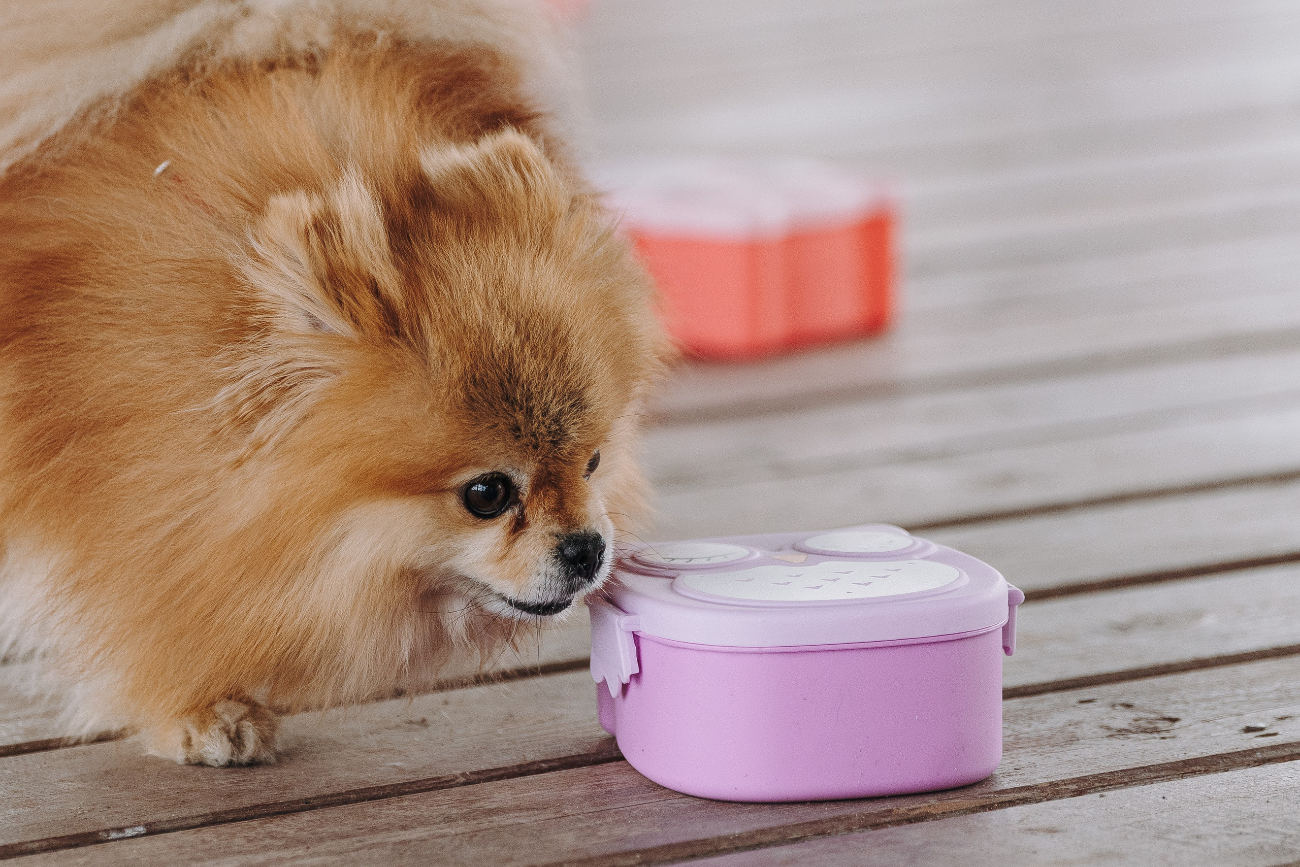 Соревнования по ноузворку в Лосево. Фотограф анималист в Спб недорого Олеся Майорова