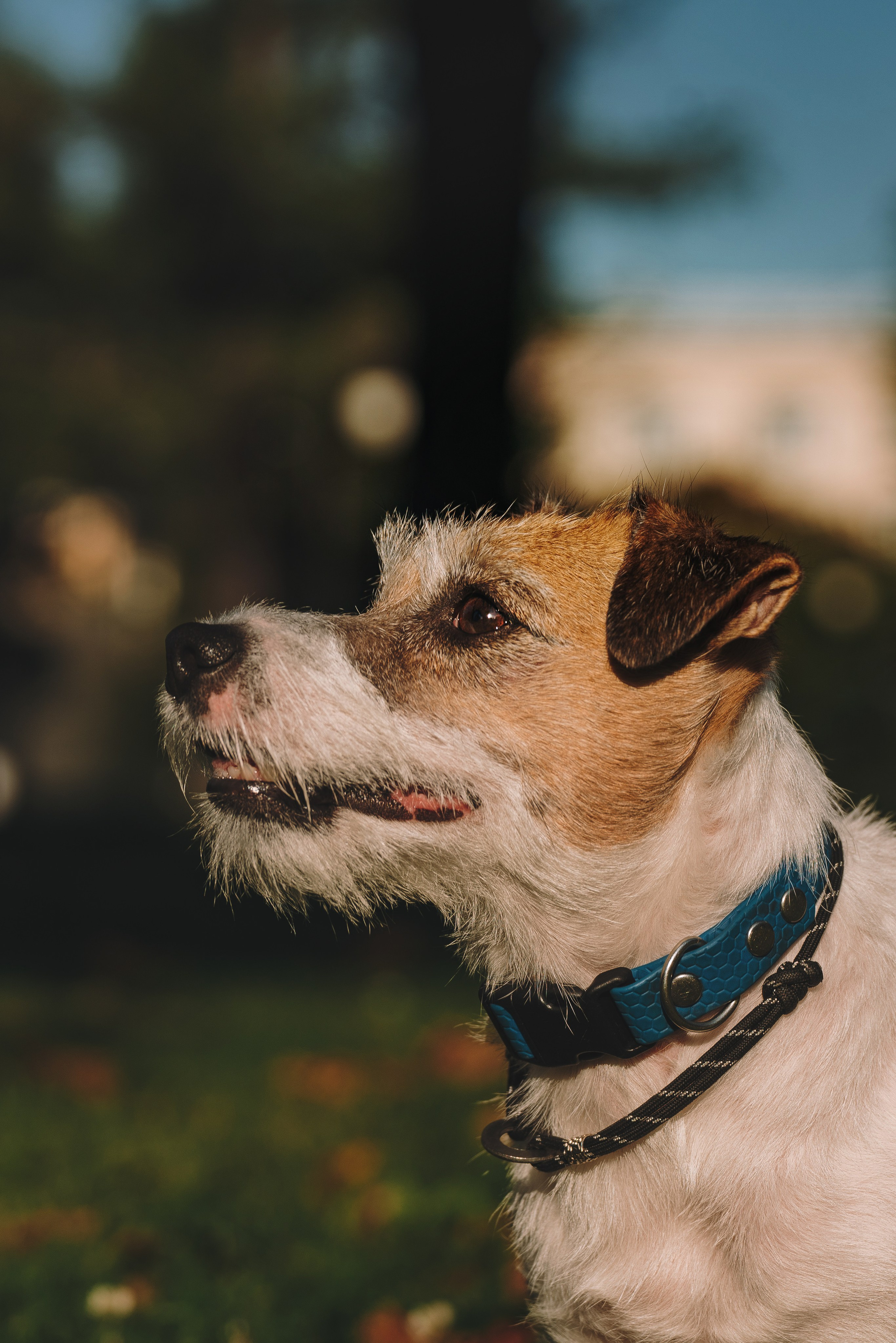 Ларс, Лукас и Ольга. Фотограф анималист в Спб недорого Олеся Майорова