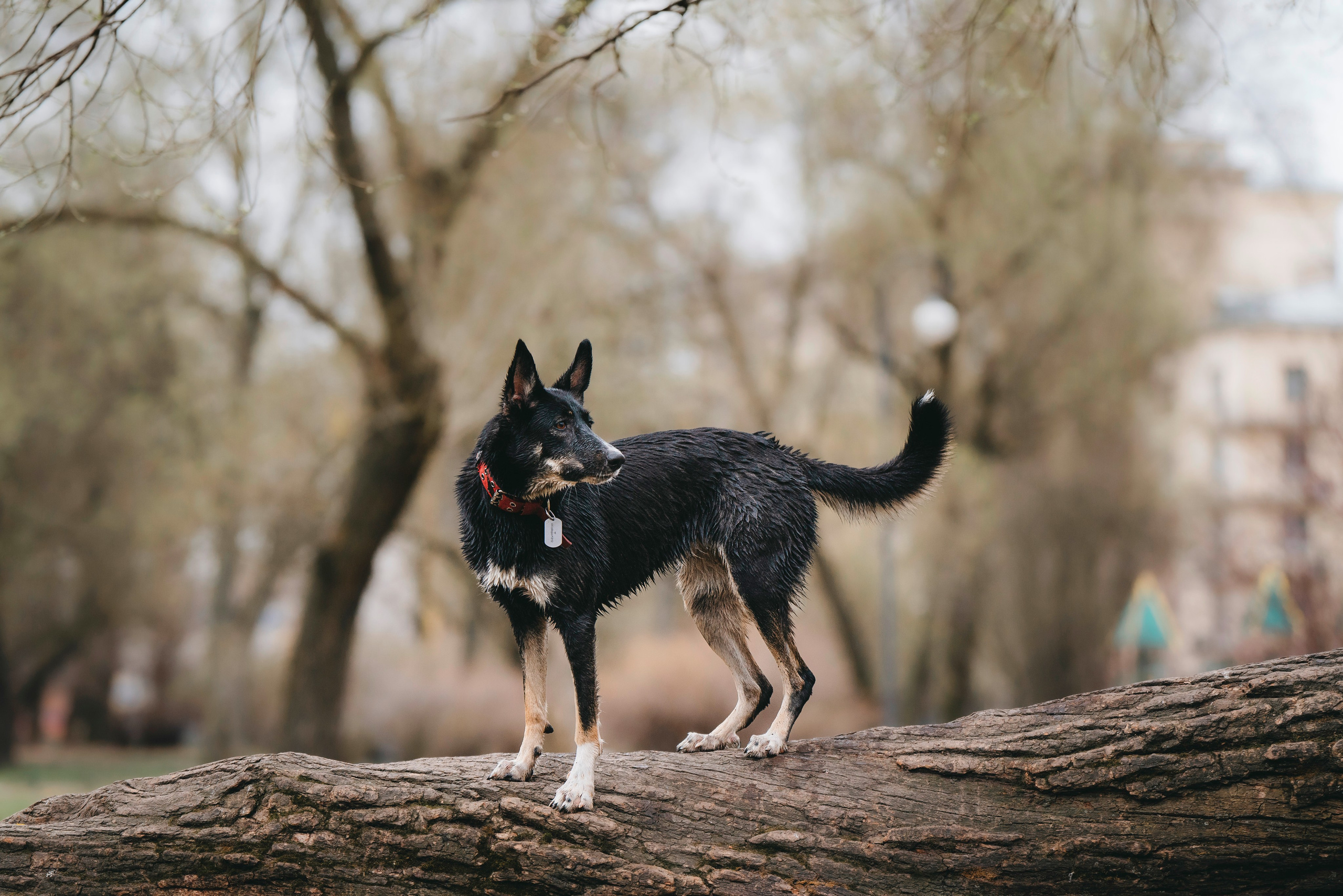 Эля и Шиза. Фотограф анималист в Спб недорого Олеся Майорова