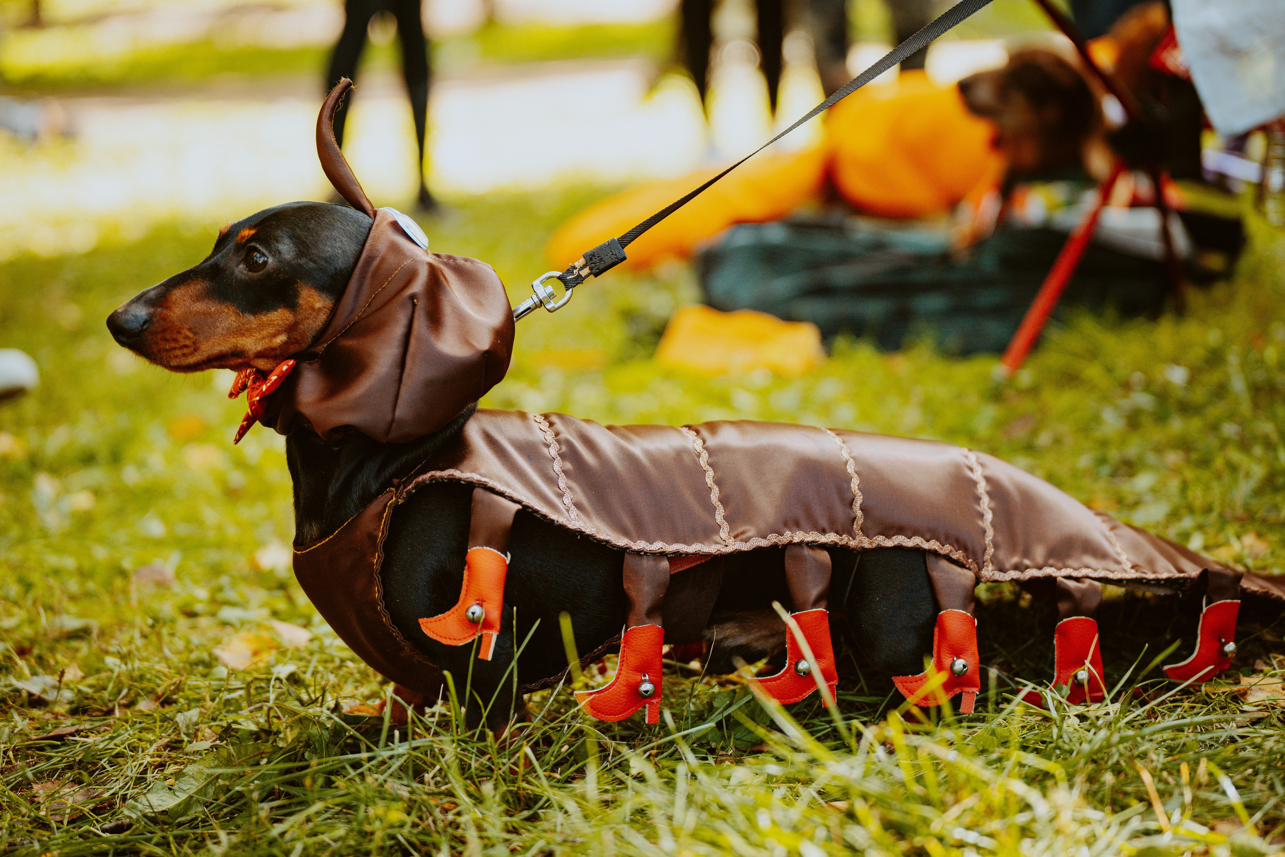 Такспарад. Фотограф анималист в Спб недорого Олеся Майорова