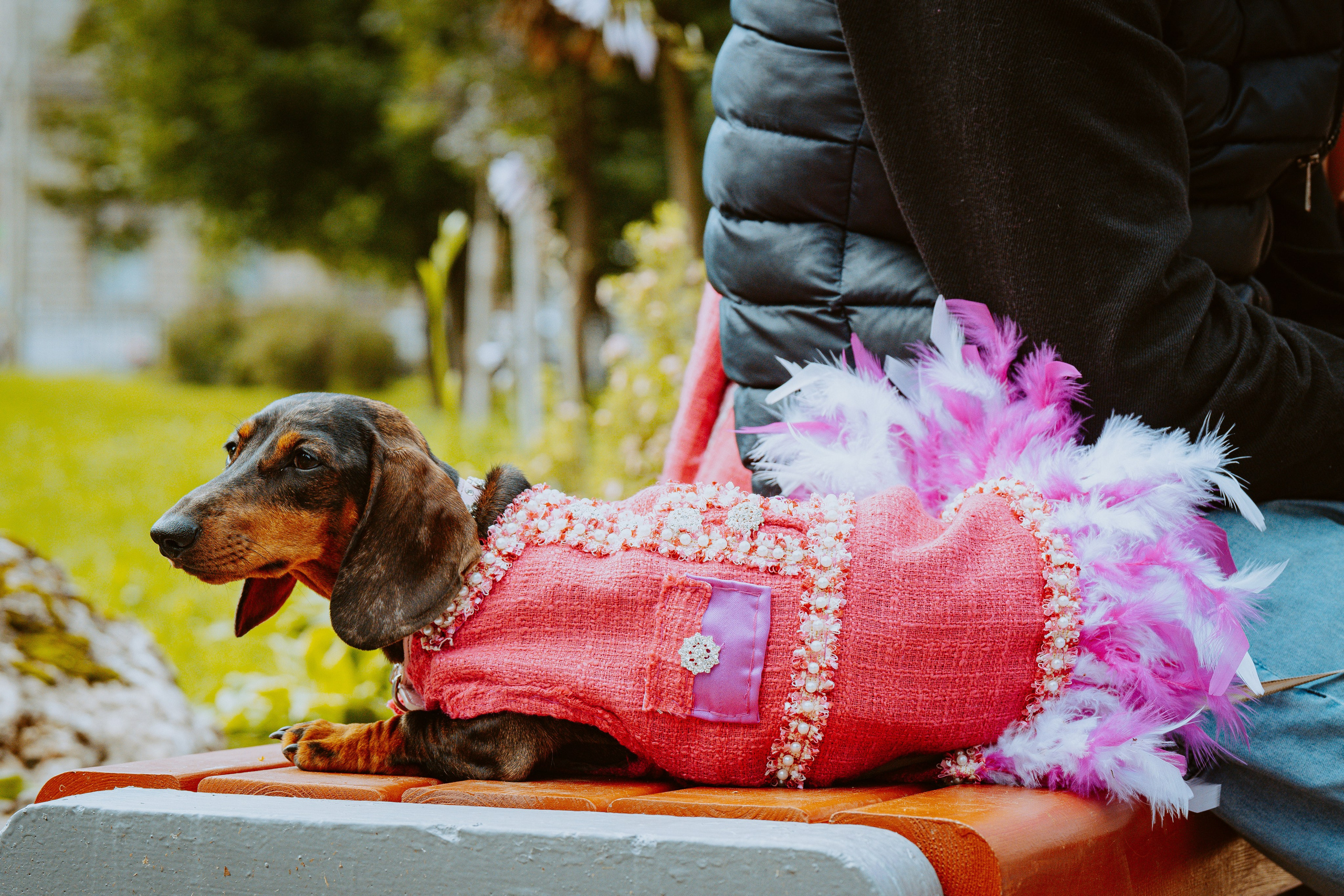 Такспарад. Фотограф анималист в Спб недорого Олеся Майорова
