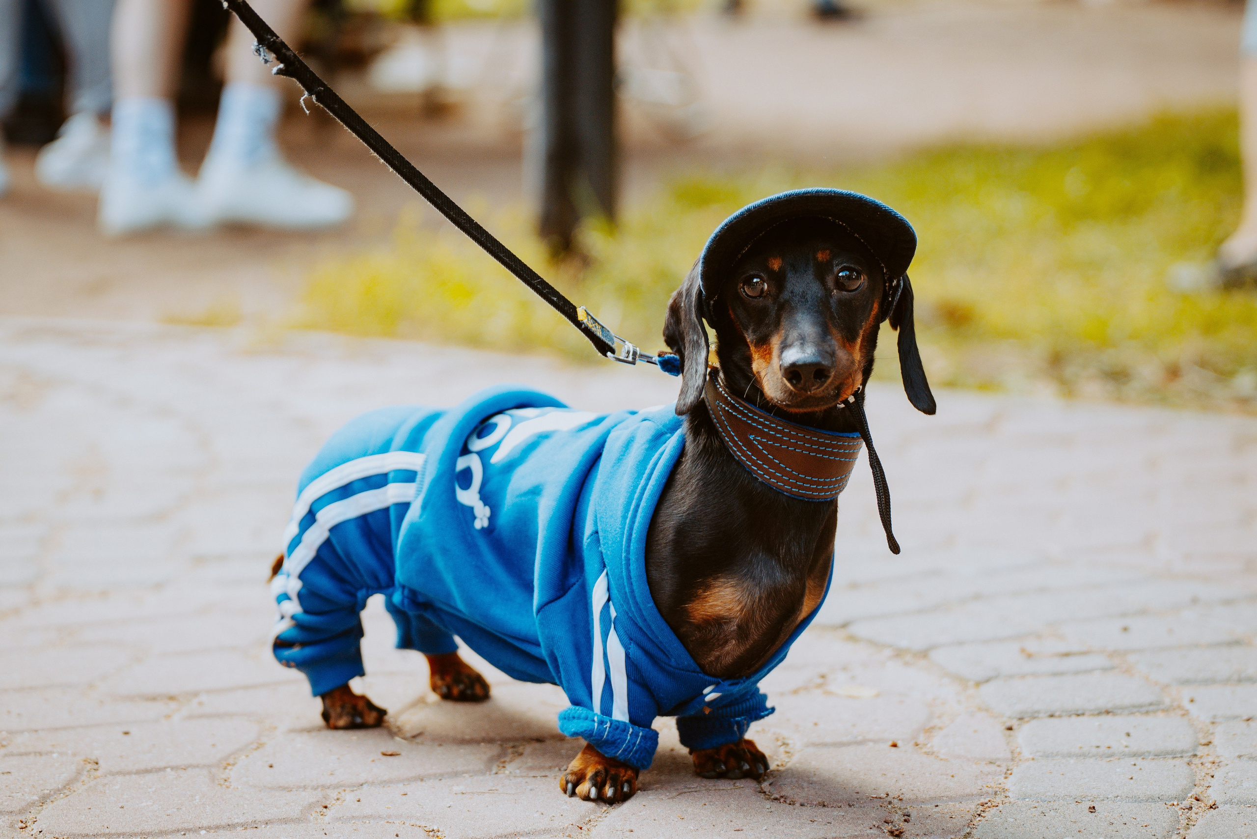 Такспарад. Фотограф анималист в Спб недорого Олеся Майорова