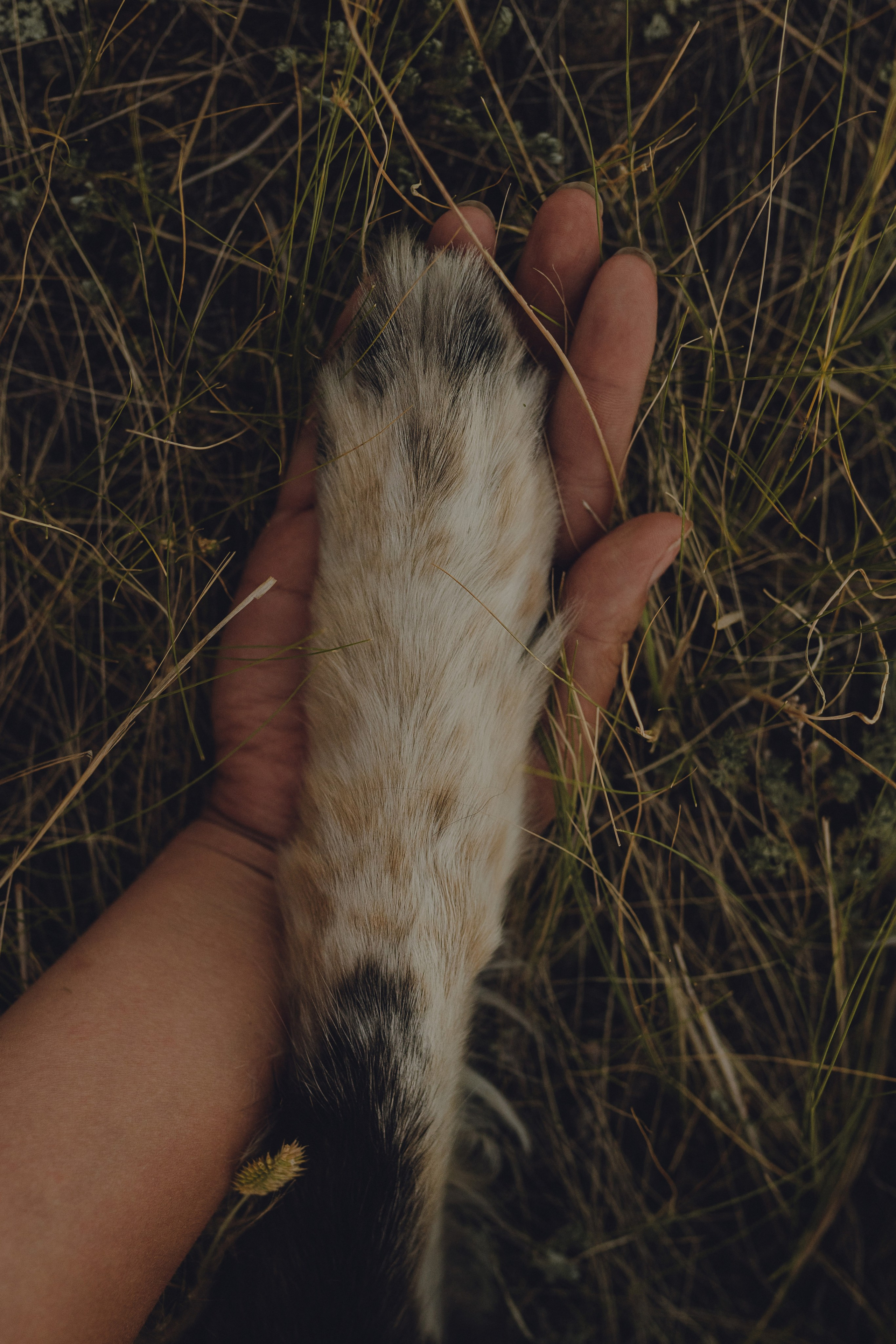 Настя и Умка. Фотограф анималист в Спб недорого Олеся Майорова