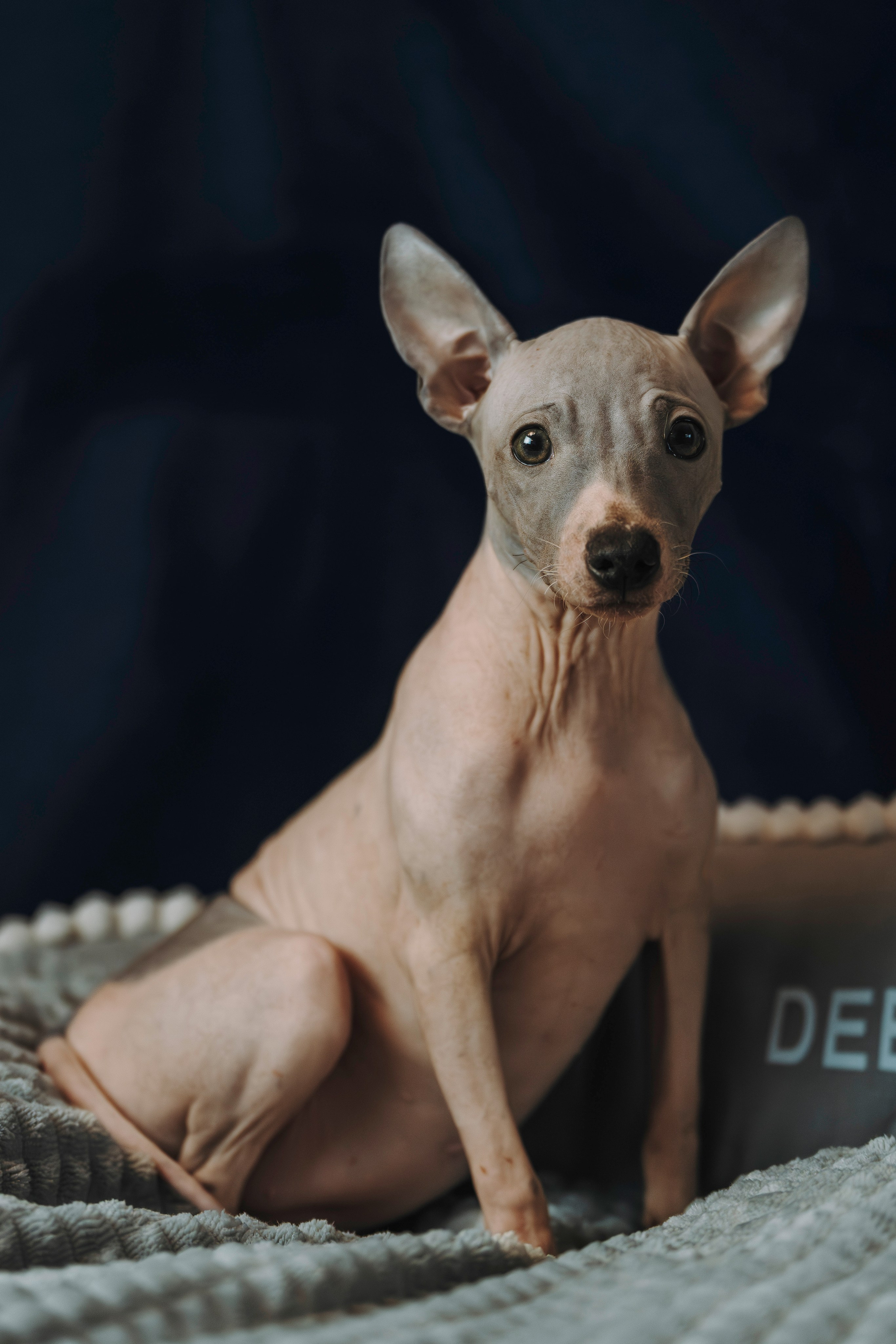 Малыши американского голого терьера. Фотограф анималист в Спб недорого Олеся Майорова