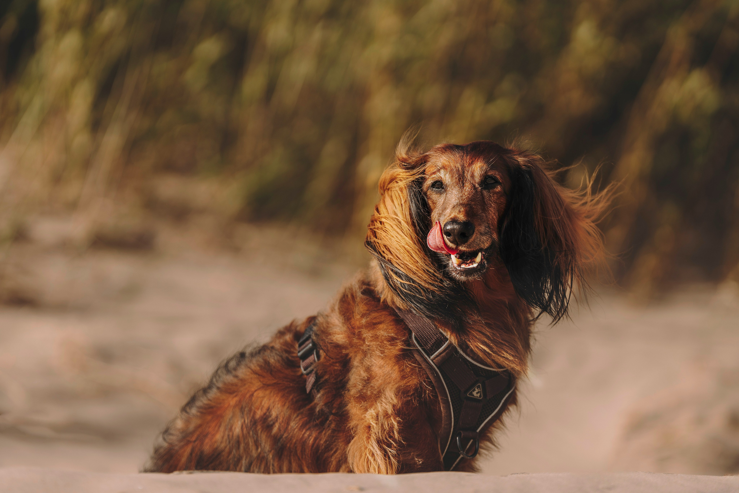 Фотосессия с длиношерстной таксой на пляжн. Фотограф анималист в Спб недорого Олеся Майорова