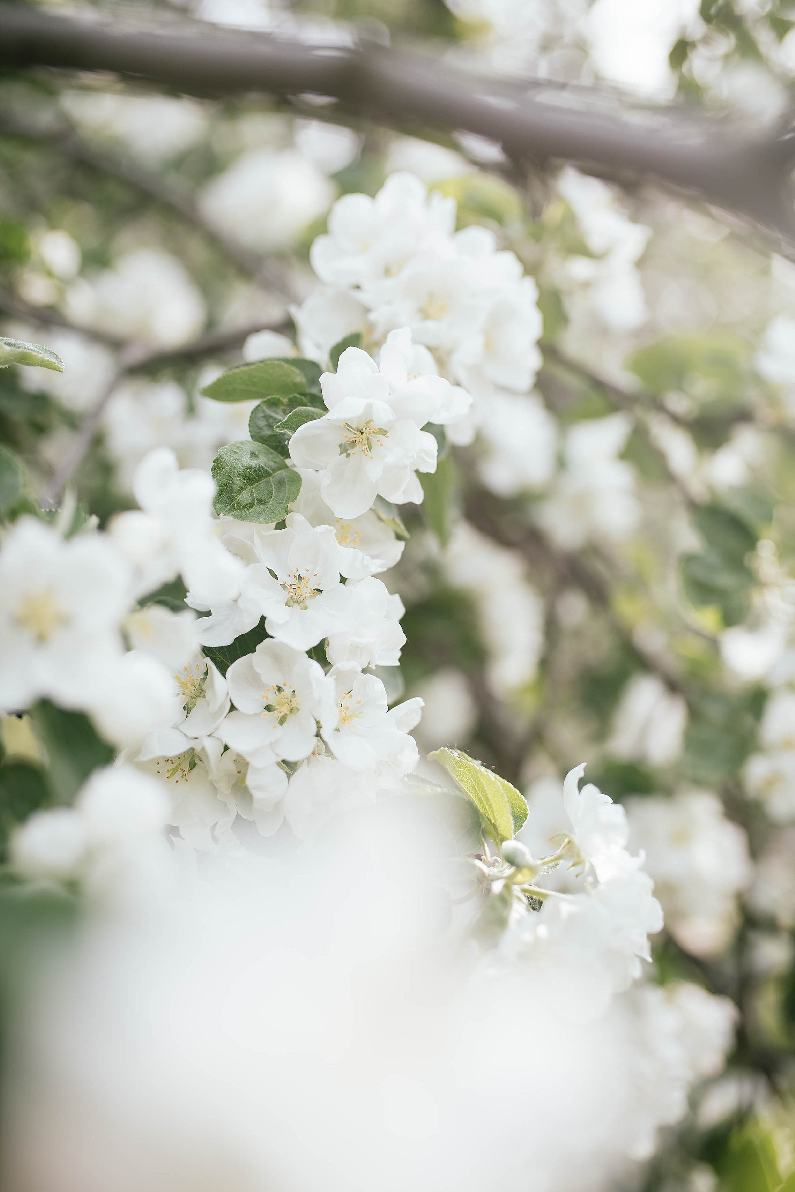 Съемки в цветущих садах. Свадебный, семейный фотограф в Рязани Лена Брант