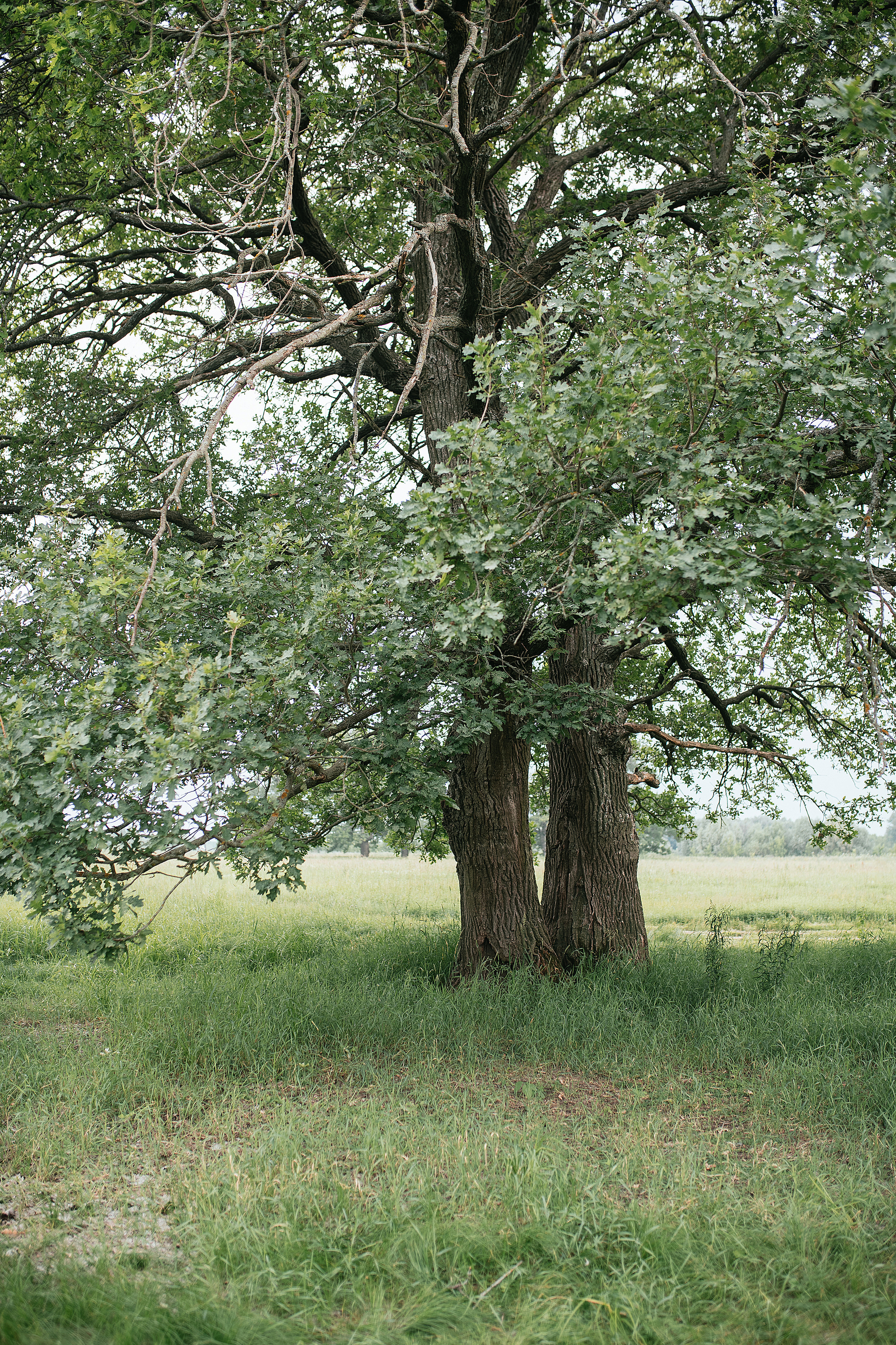 Она сказала «Да!». Свадебный, семейный фотограф в Рязани Лена Брант
