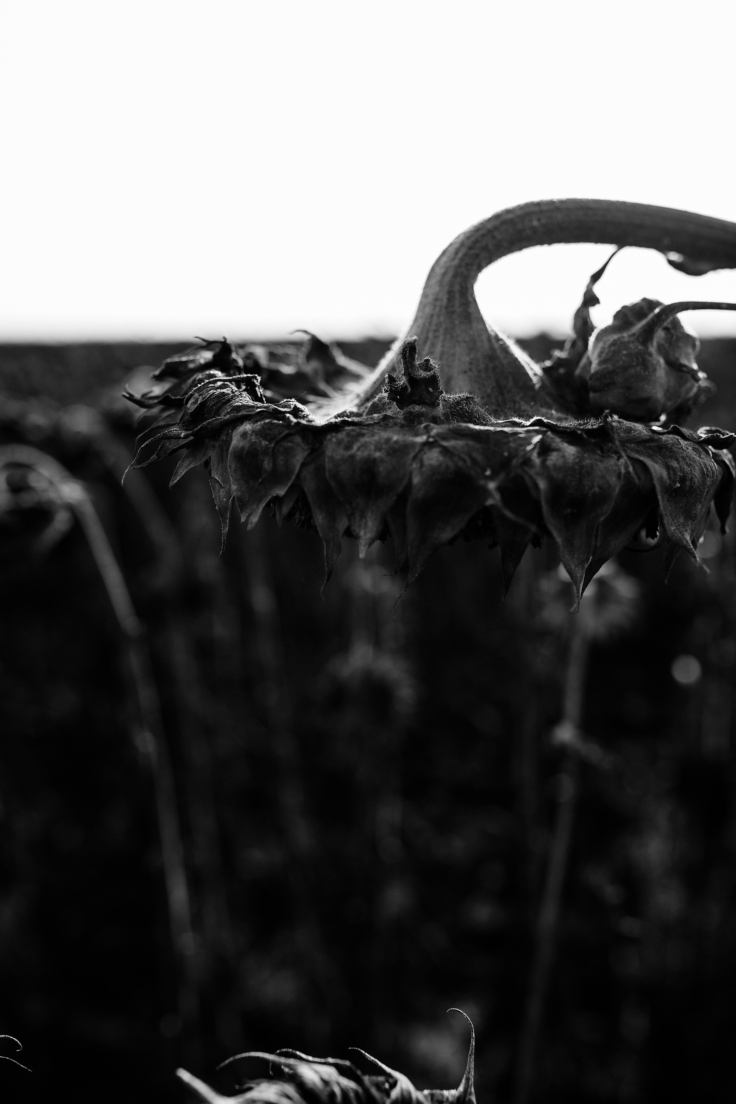 Анатолий. Свадебный, семейный фотограф в Рязани Лена Брант