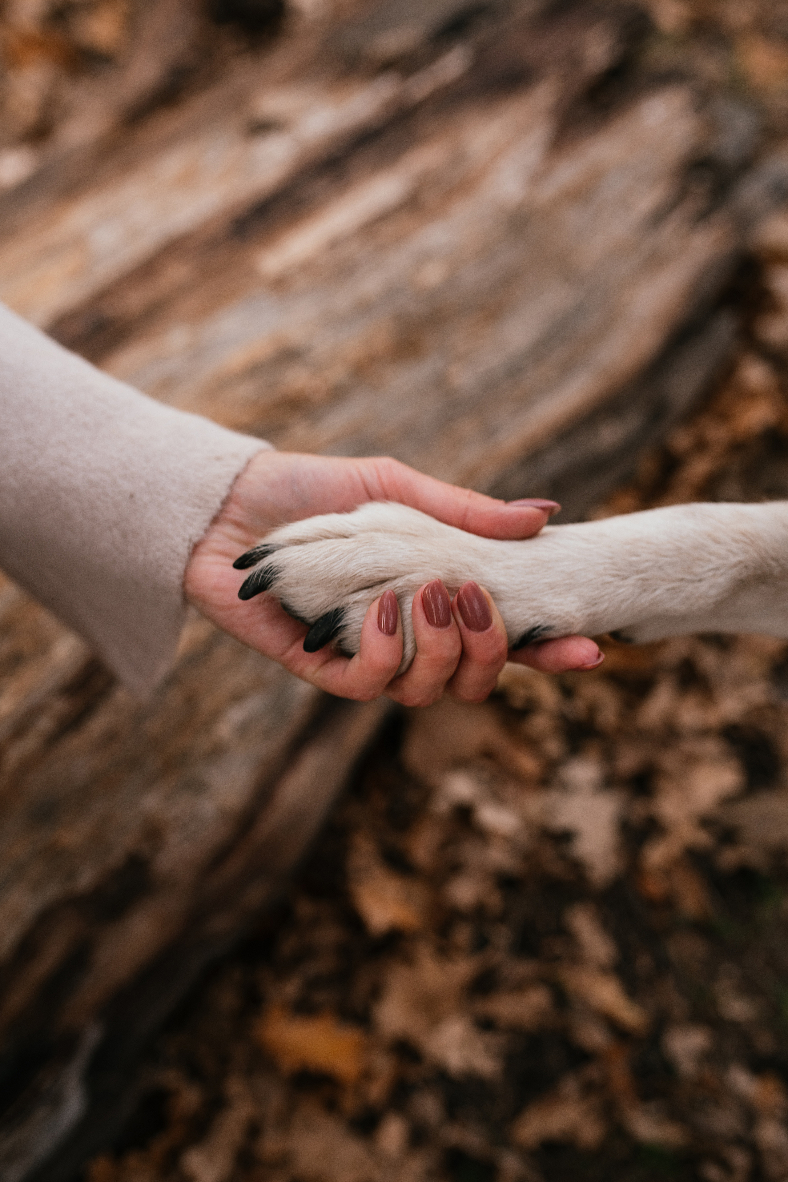 Ирина и Грейси. Свадебный, семейный фотограф в Рязани Лена Брант