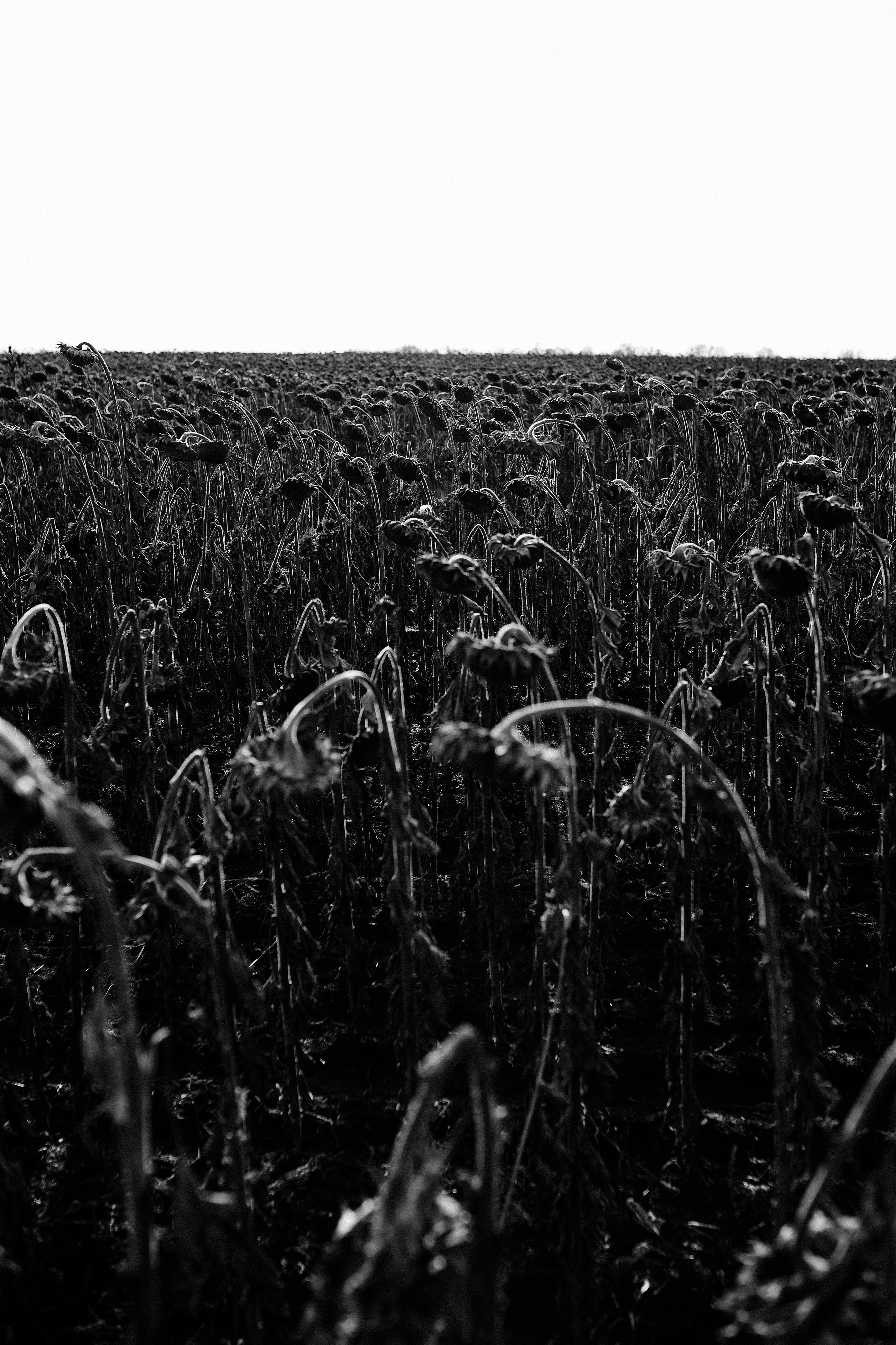 Анатолий. Свадебный, семейный фотограф в Рязани Лена Брант