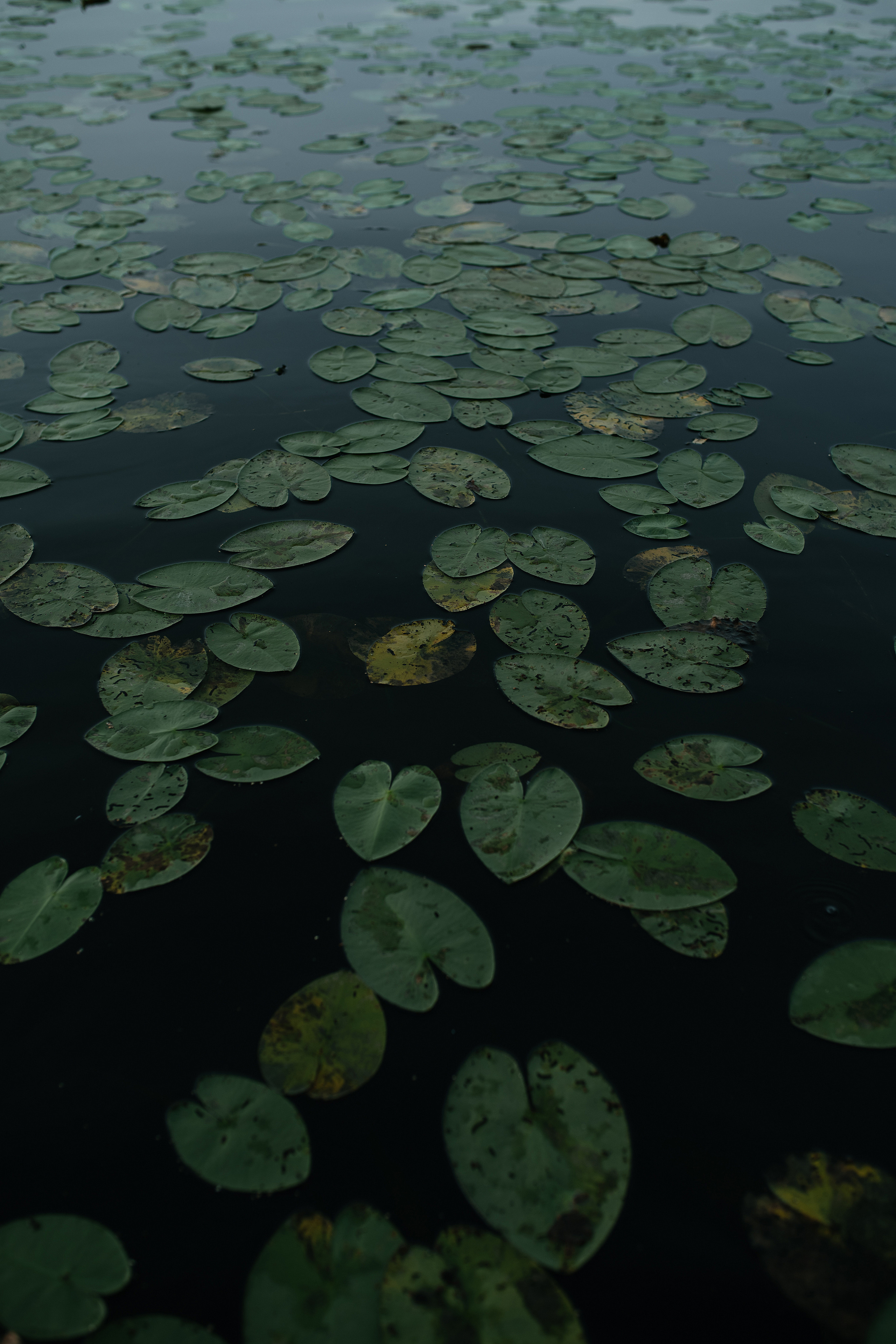 Катя. Свадебный, семейный фотограф в Рязани Лена Брант