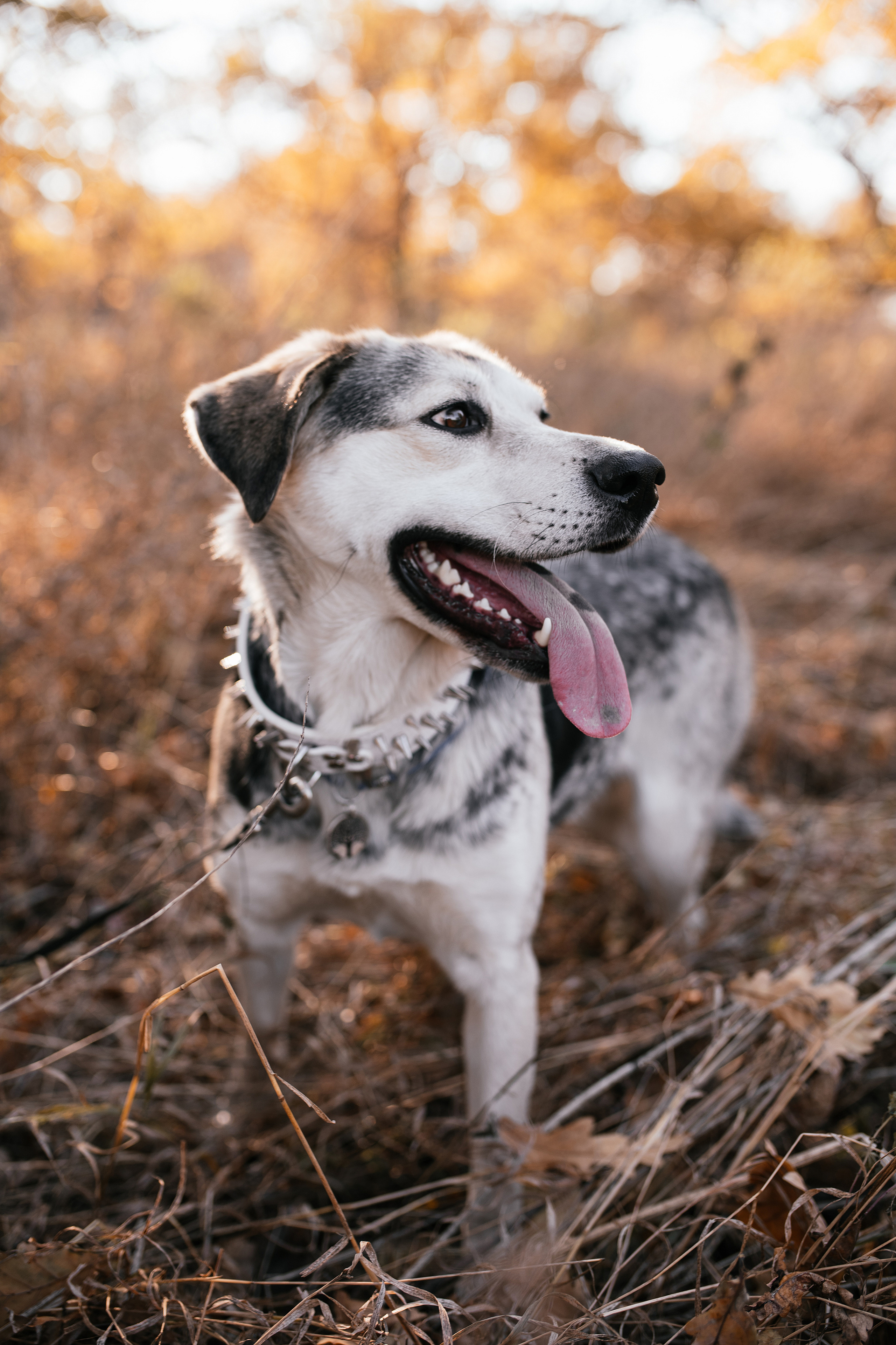 Ирина и Грейси. Свадебный, семейный фотограф в Рязани Лена Брант