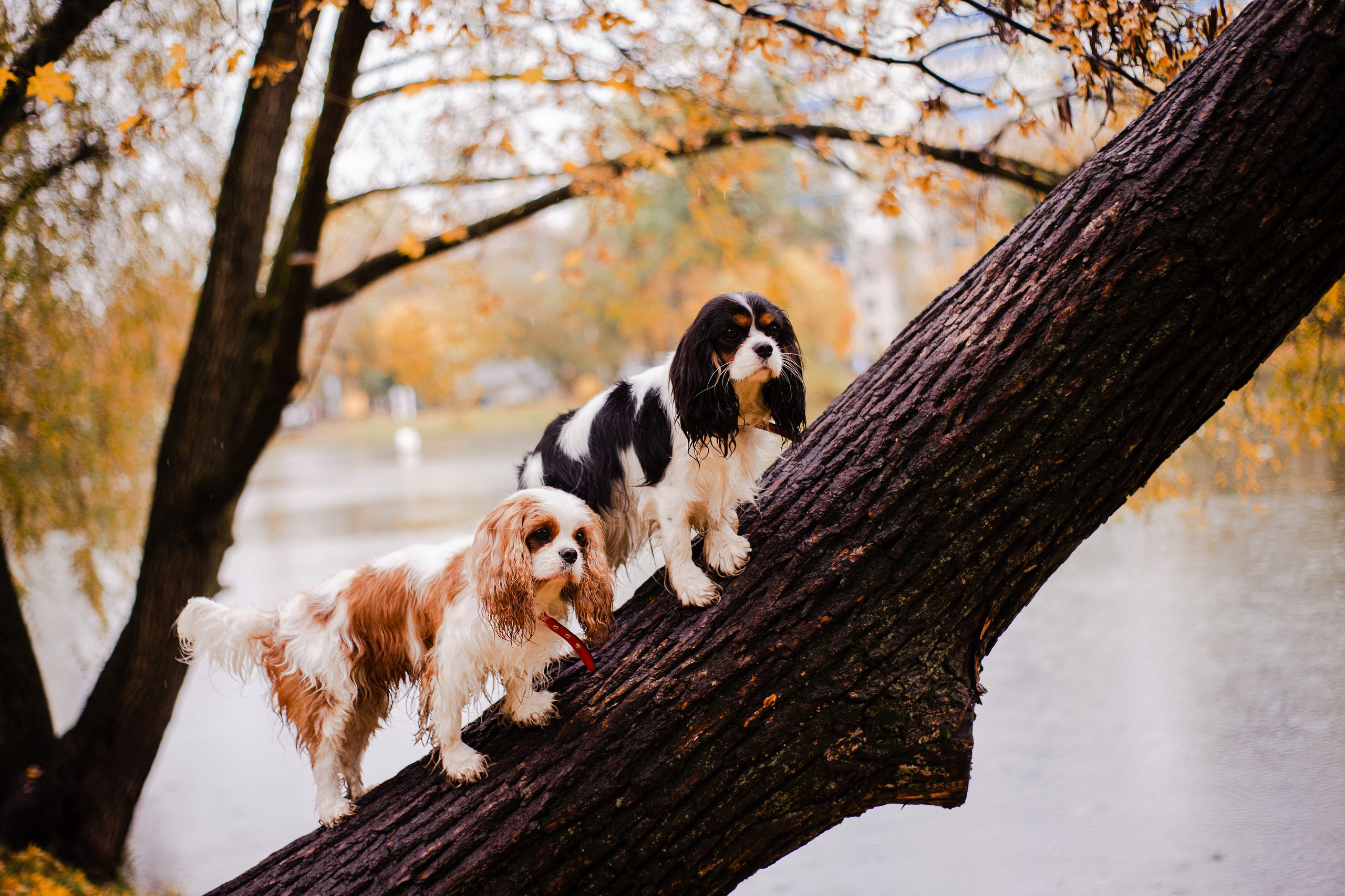 Жанна и кавалеры. Фотограф-анималист Мария Баркевич | Москва
