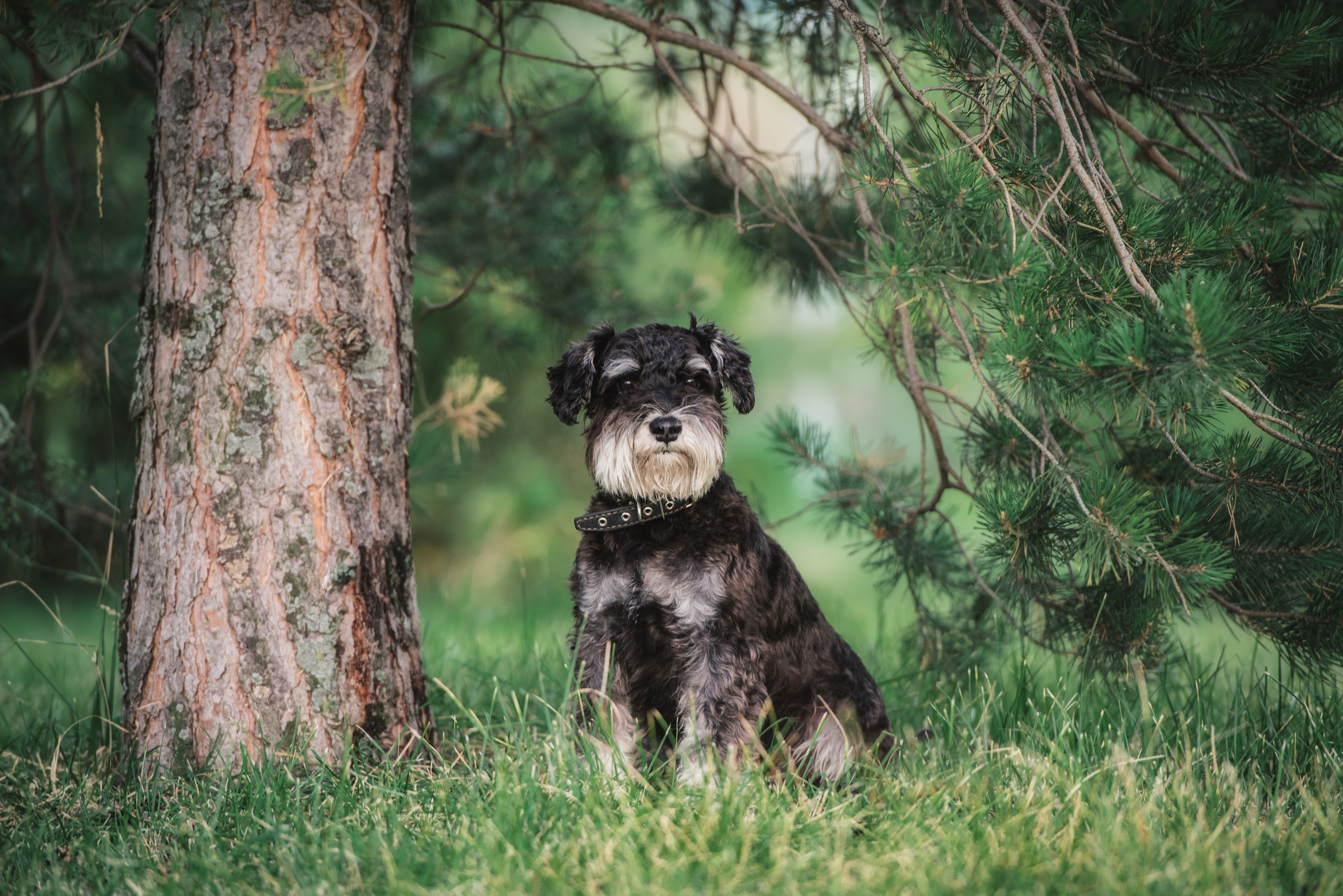Фотограф-анималист. Фотограф собак в Москве и Московской области Иванушкина Мария