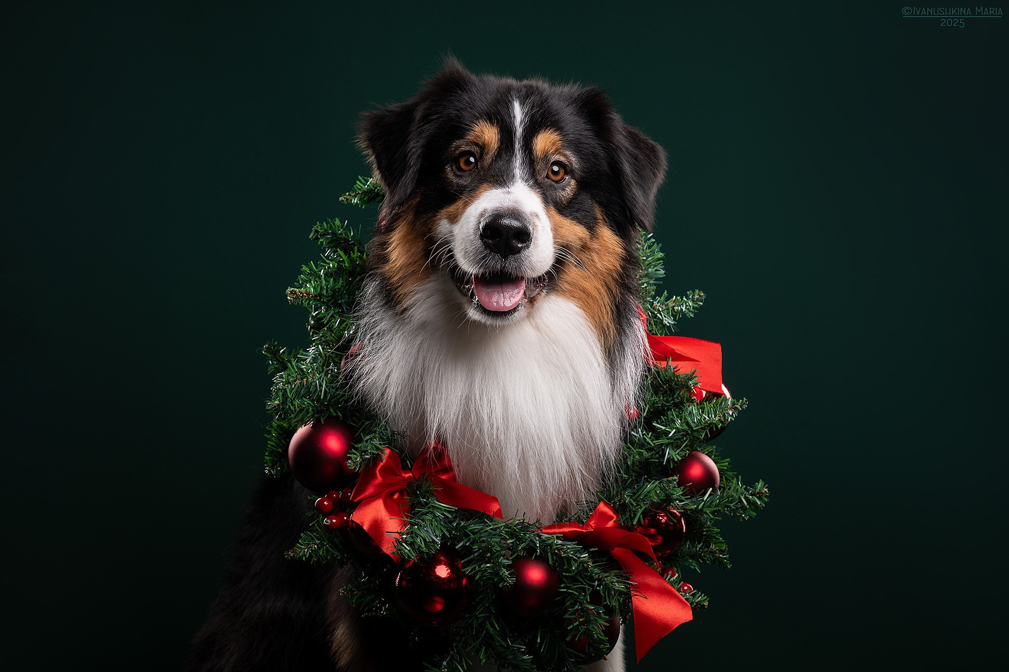 Фотосессия собаки в студии. Фотограф собак в Москве и Московской области Иванушкина Мария