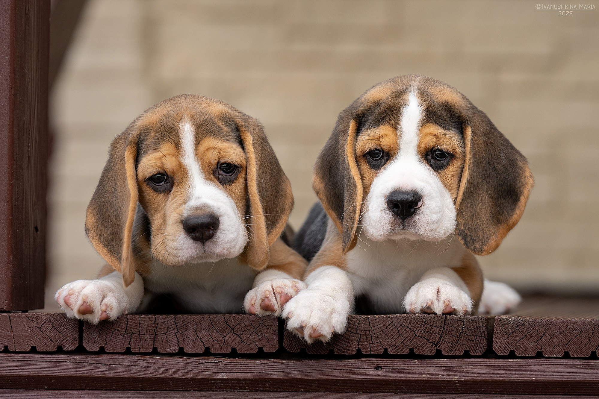 Фотосессия щенков на продажу. Фотограф собак в Москве и Московской области Иванушкина Мария
