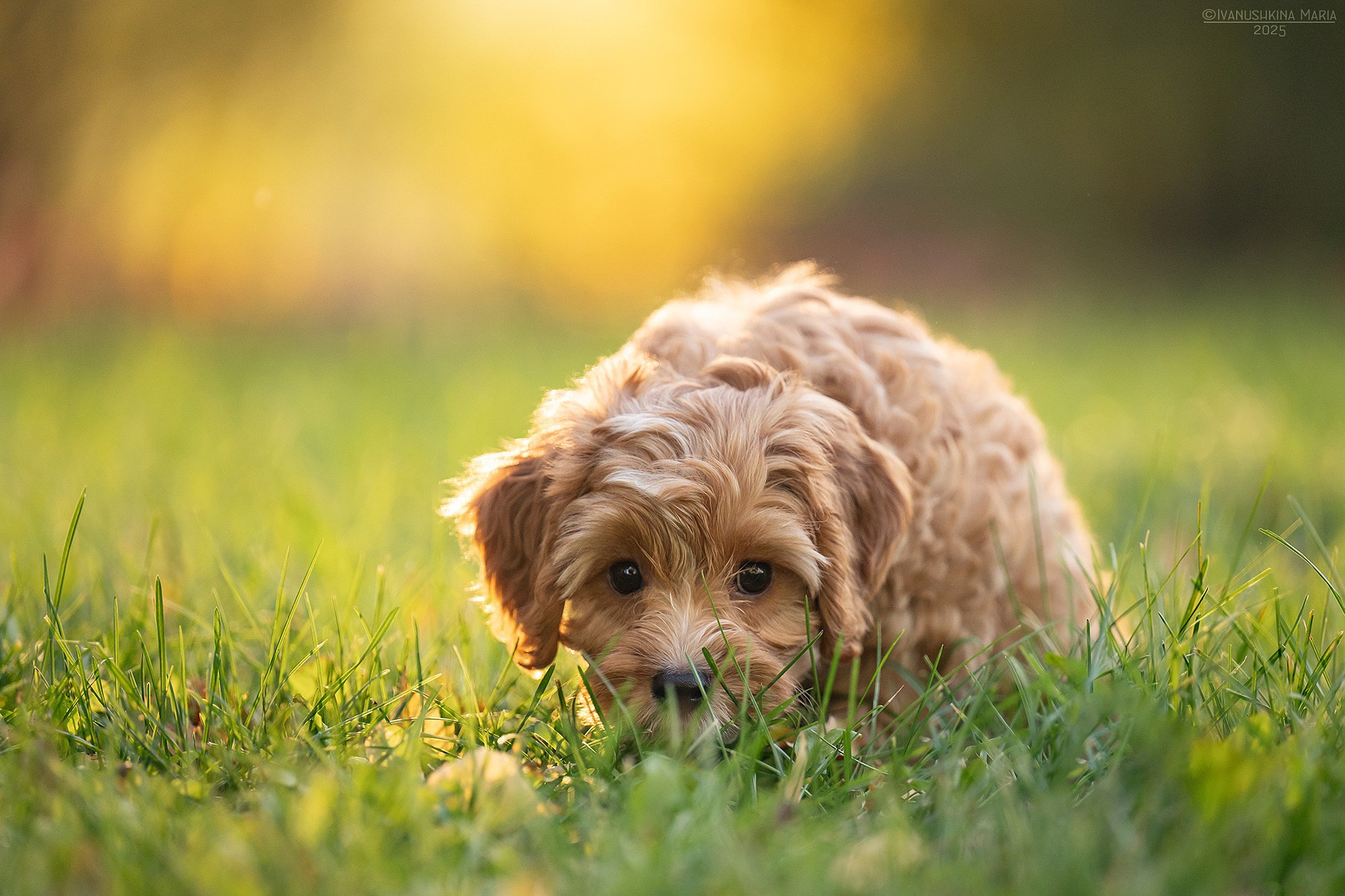 Фотосессия щенков на продажу. Фотограф собак в Москве и Московской области Иванушкина Мария
