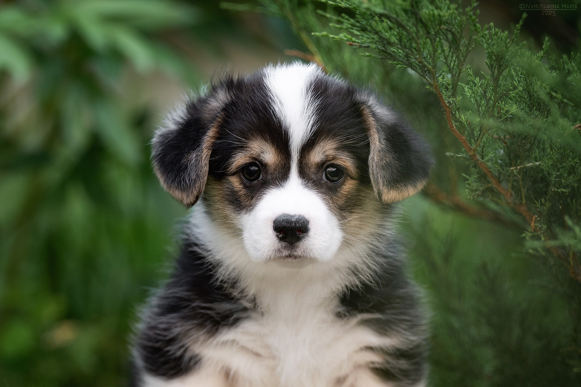 Фотосессия щенков на продажу. Фотограф собак в Москве и Московской области Иванушкина Мария