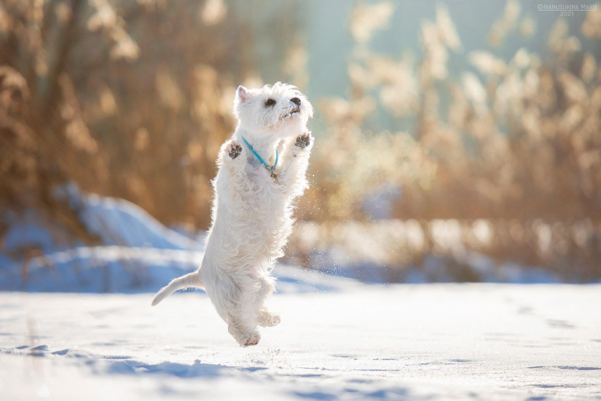 Фотограф-анималист. Фотограф собак в Москве и Московской области Иванушкина Мария
