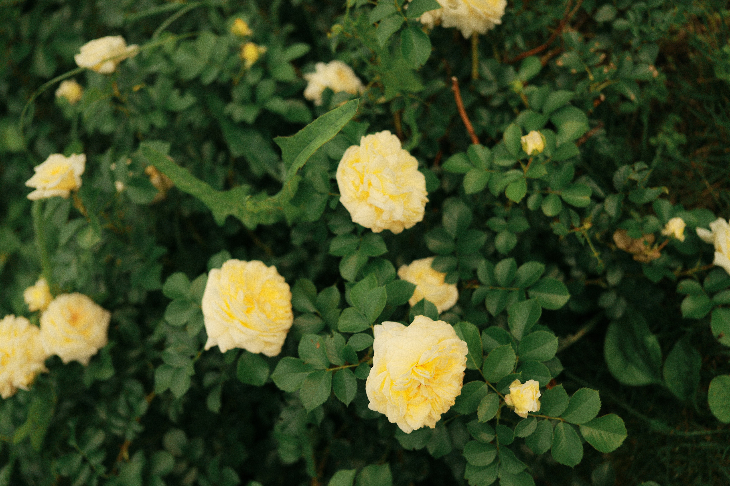 Атмо. Фотограф во Владимире, Москве и Суздале — Полина Романычева