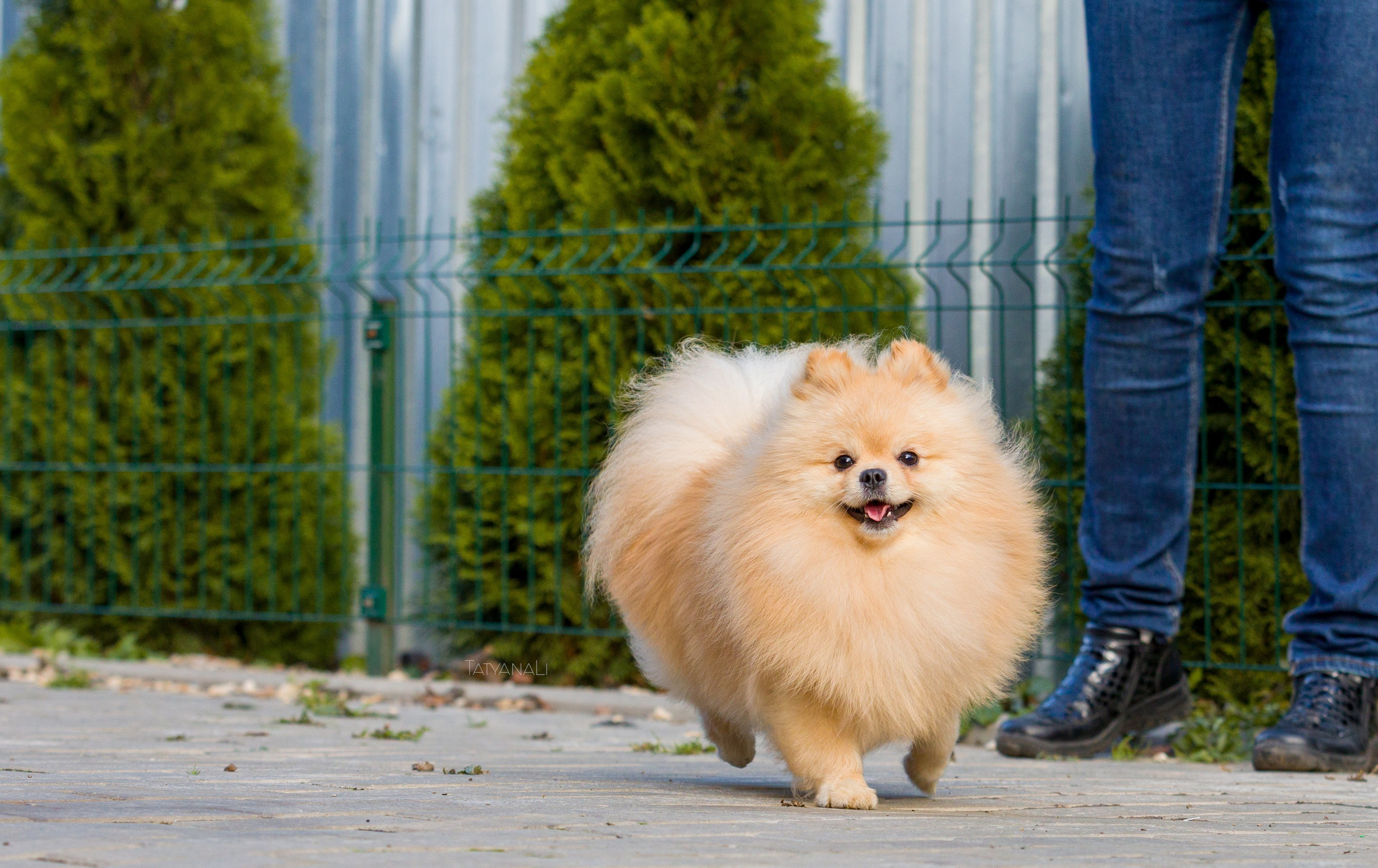 Немецкий шпиц миниатюрный. Фотограф — анималист Татьяна Ли