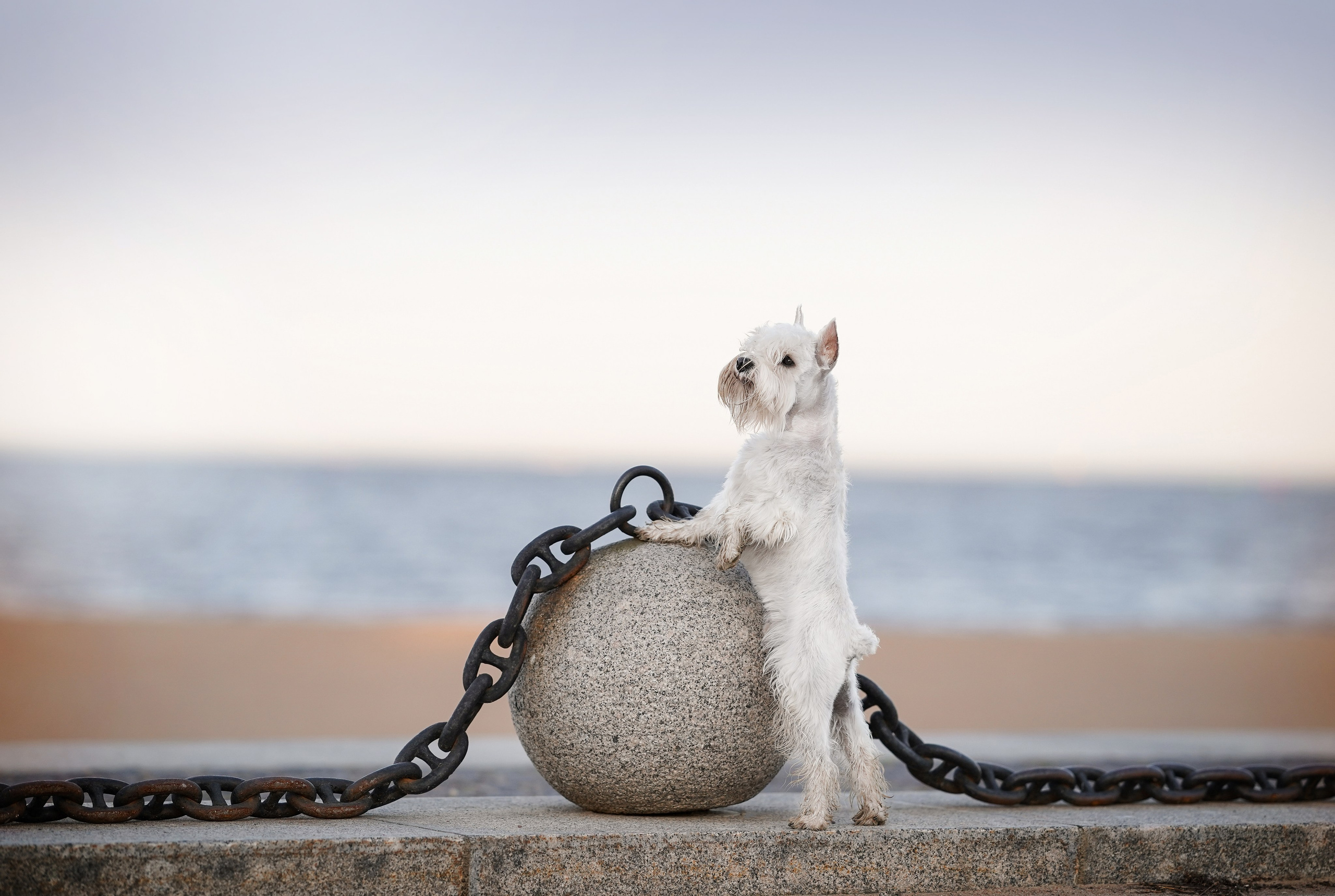 Оля и Доминик. Фотограф-анималист в Санкт-Петербурге Яна Мартынова