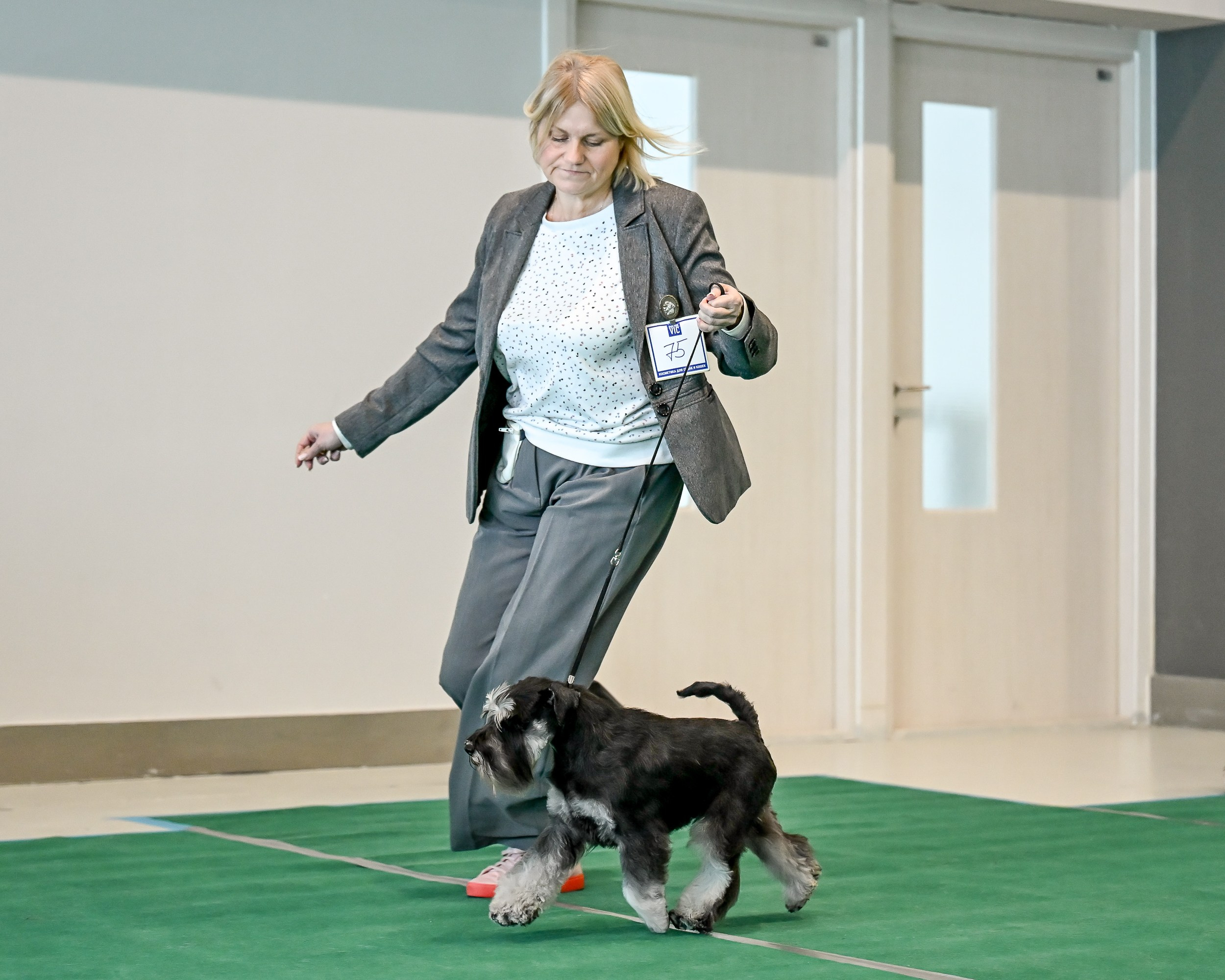 Цафир/ Delinso Balance Сzafir Lumier. Питомник цвергшнауцеров в Беларуси «Делинсо Бэлэнс»