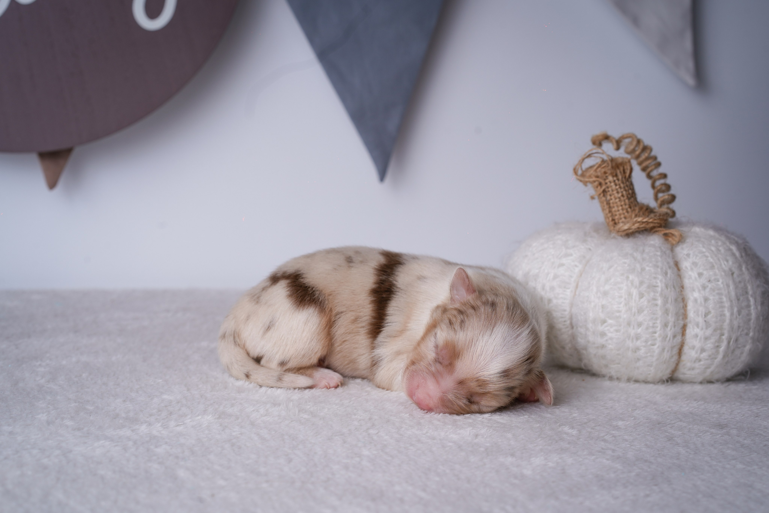 Щенули аусси. Фотограф-анималист в Санкт-Петербурге Яна Мартынова
