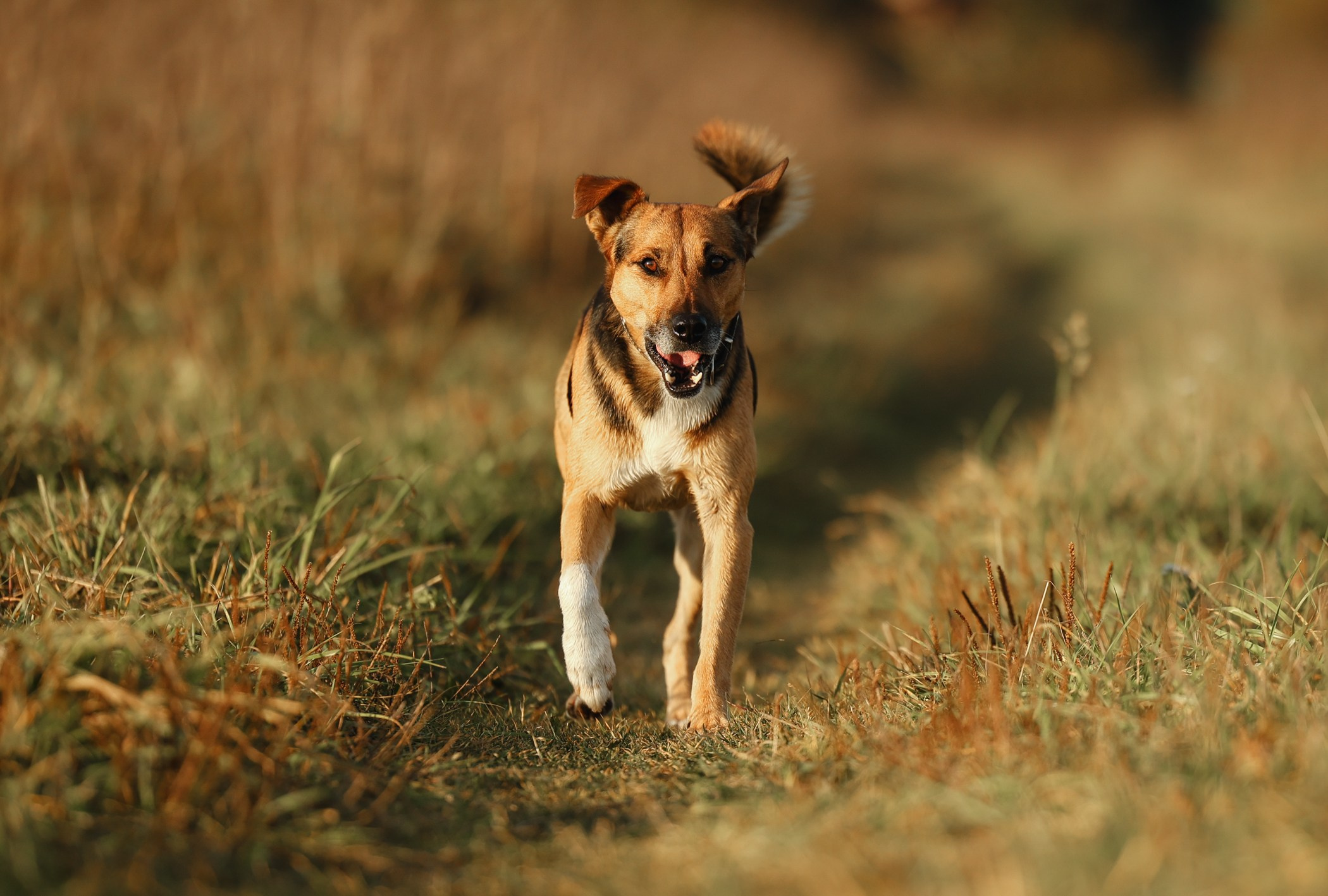 Прогулка на природе. Фотограф-анималист Полина Колкова | Москва