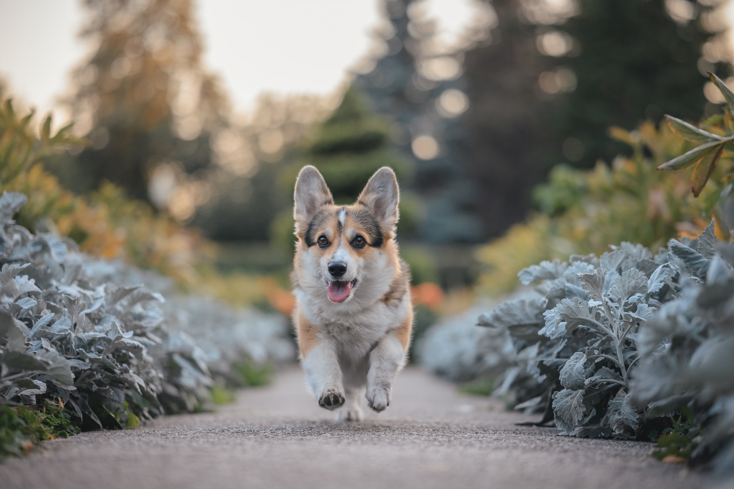 Ева, Леша и Лаванда. Фотограф Анималист в Москве Анастасия Жучкова