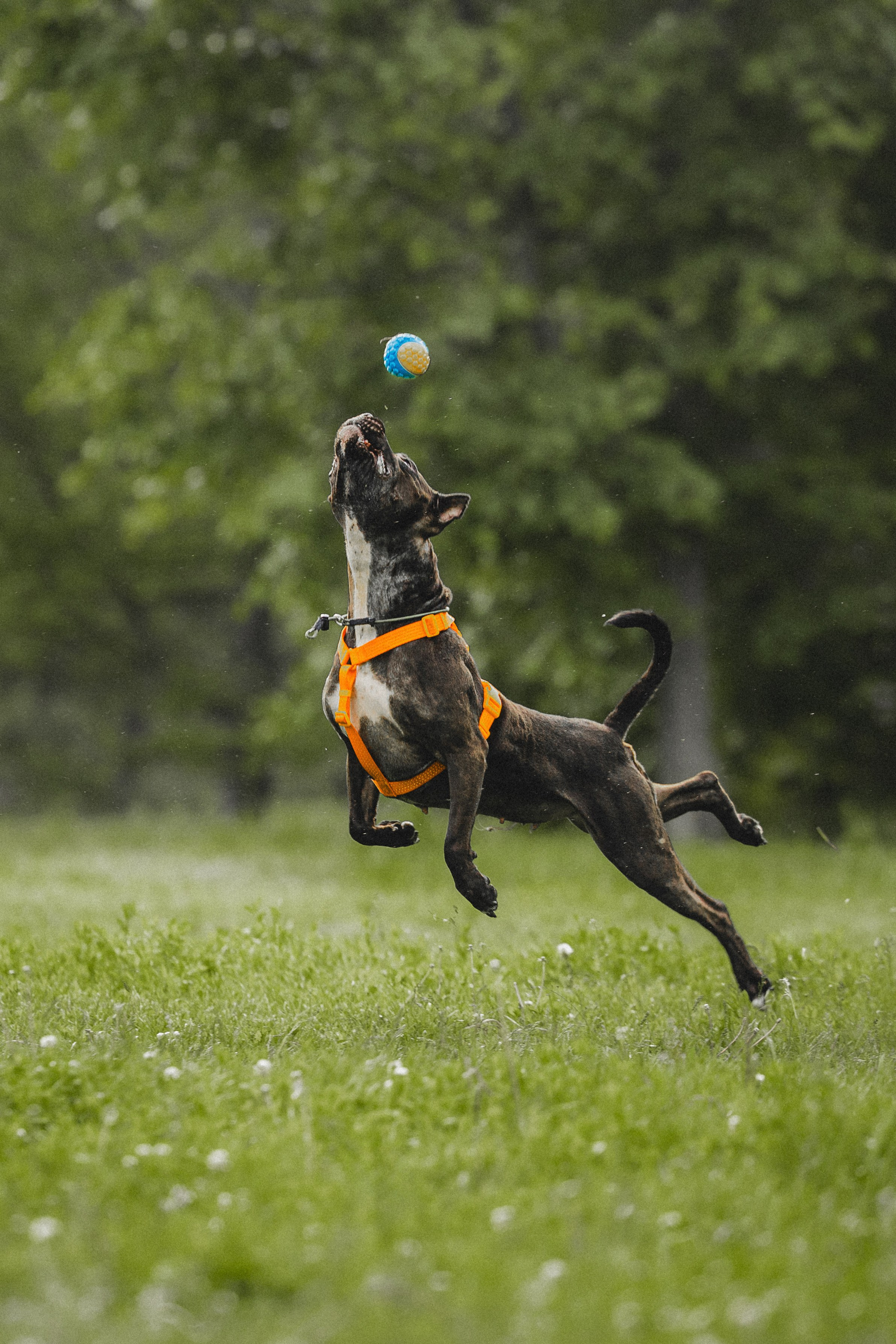 Паша, Хайди и Тея