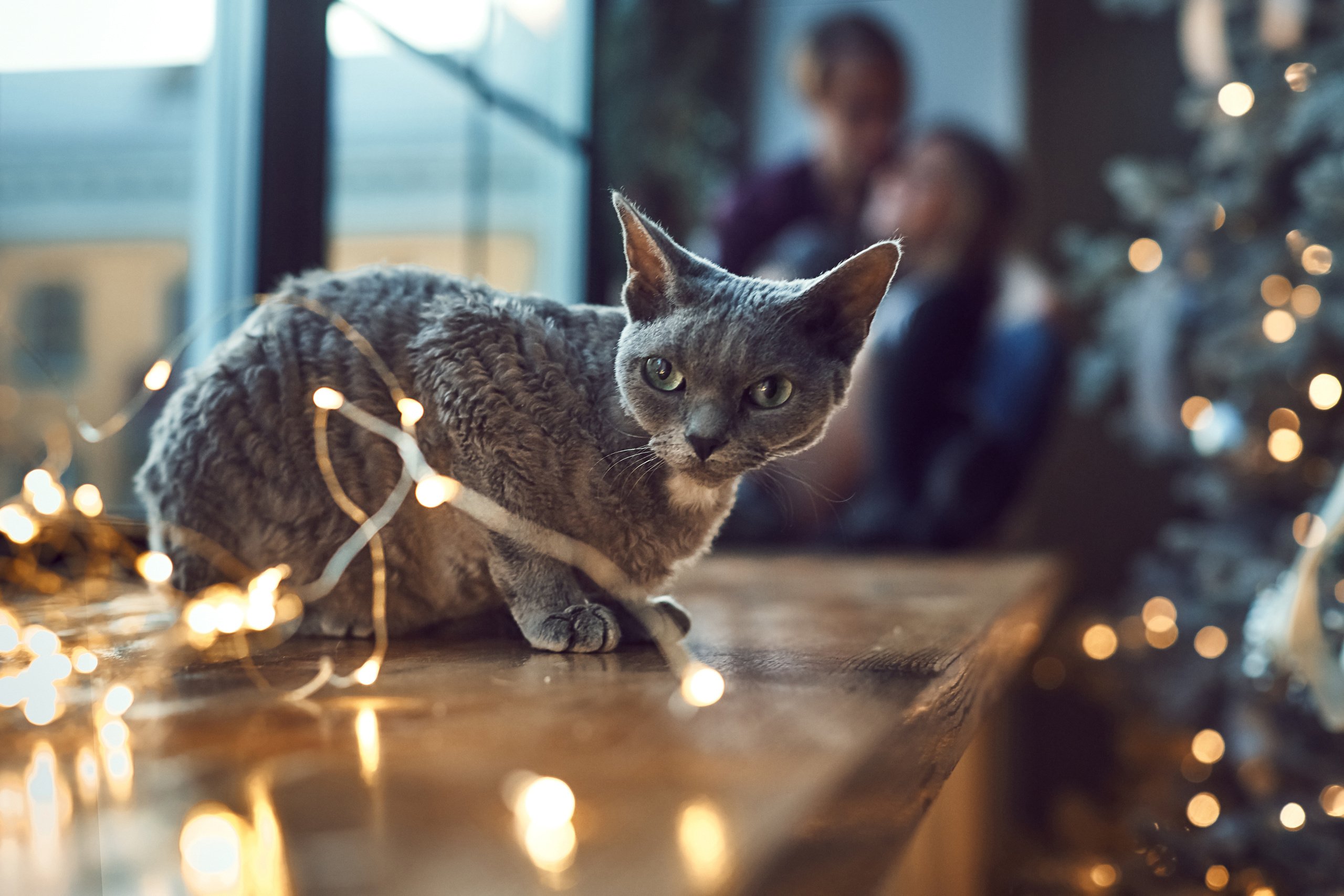 Юля+Саша+Фрайди. Фотограф Контузорова Ольга