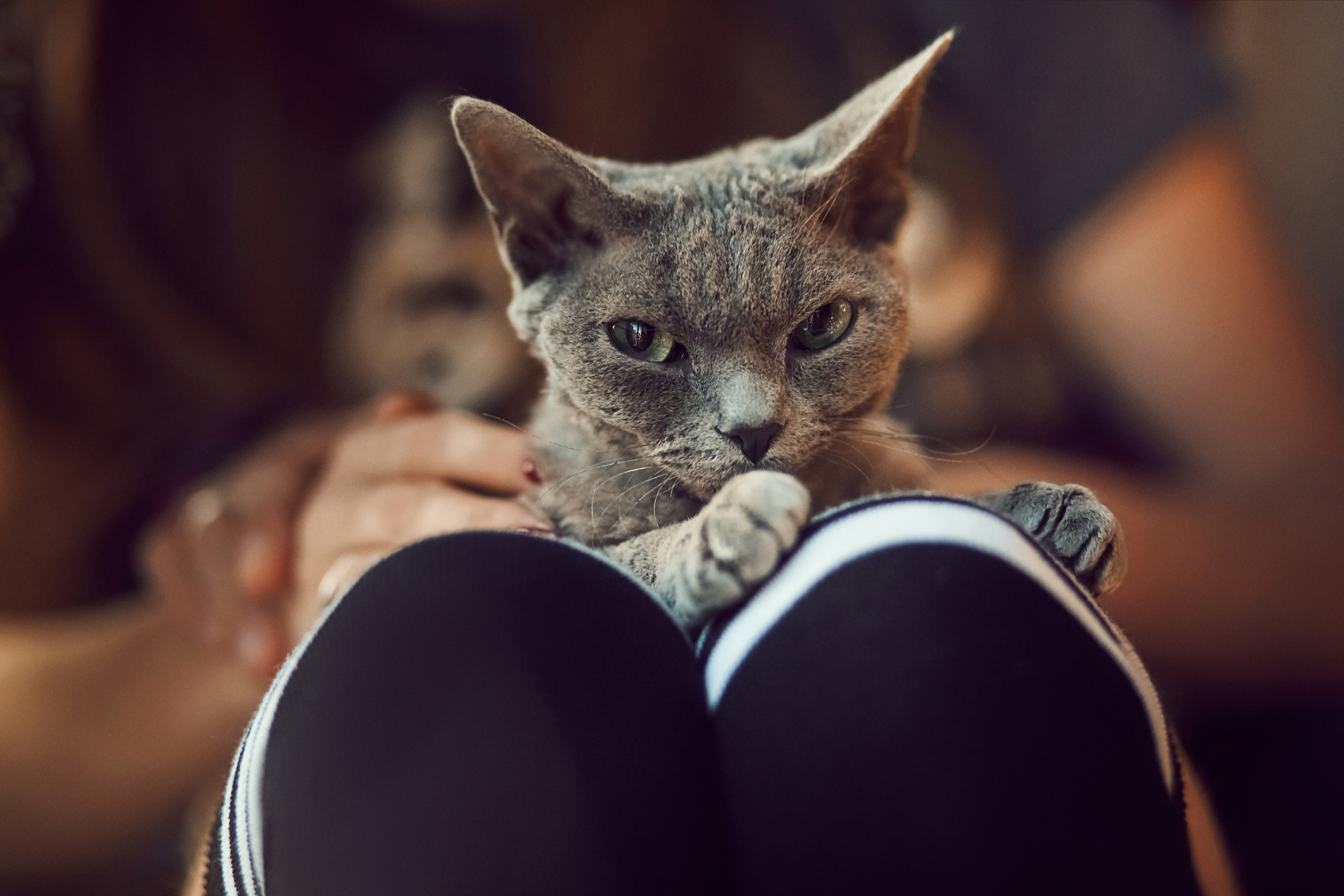 Юля+Саша+Фрайди. Фотограф Контузорова Ольга