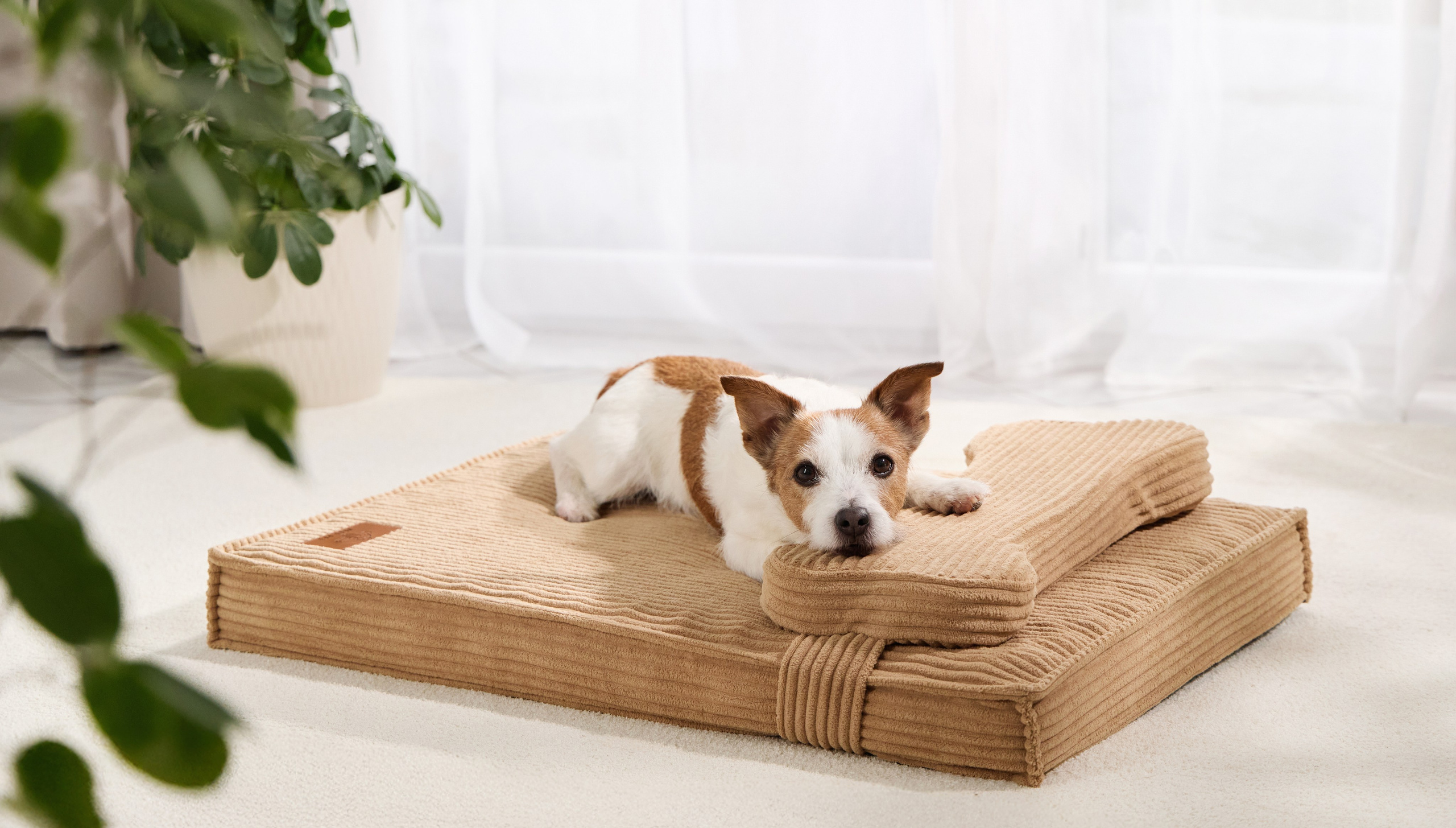 Рекламная фотосъёмка с участием животных. Фотограф-анималист Аверьянова Анна — Художественная фотосъёмка собак