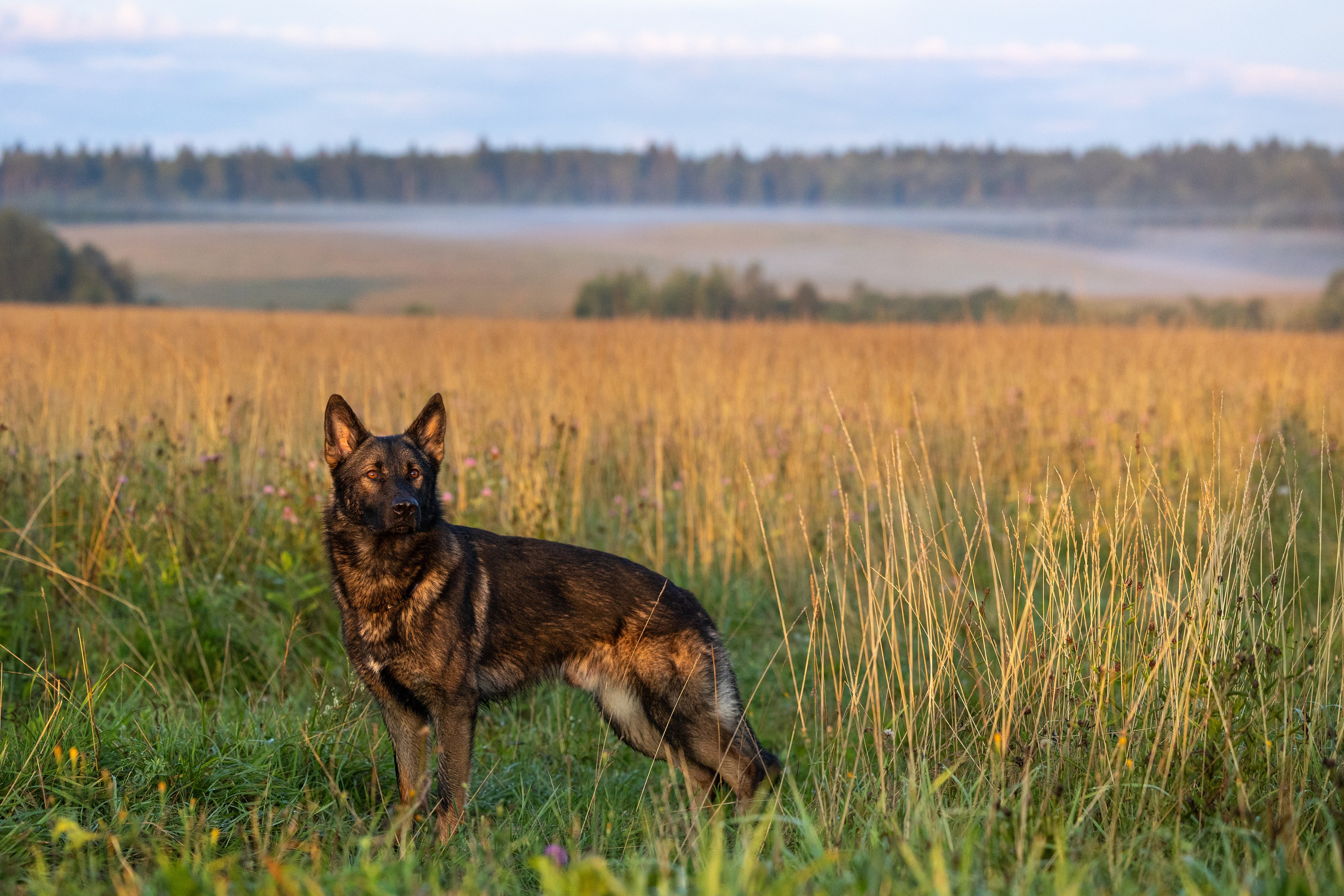 Немецкие овчарки Кетчер и Роскошь. Фотограф-анималист Natalia Deingel | Фотосъемка собак в Москве