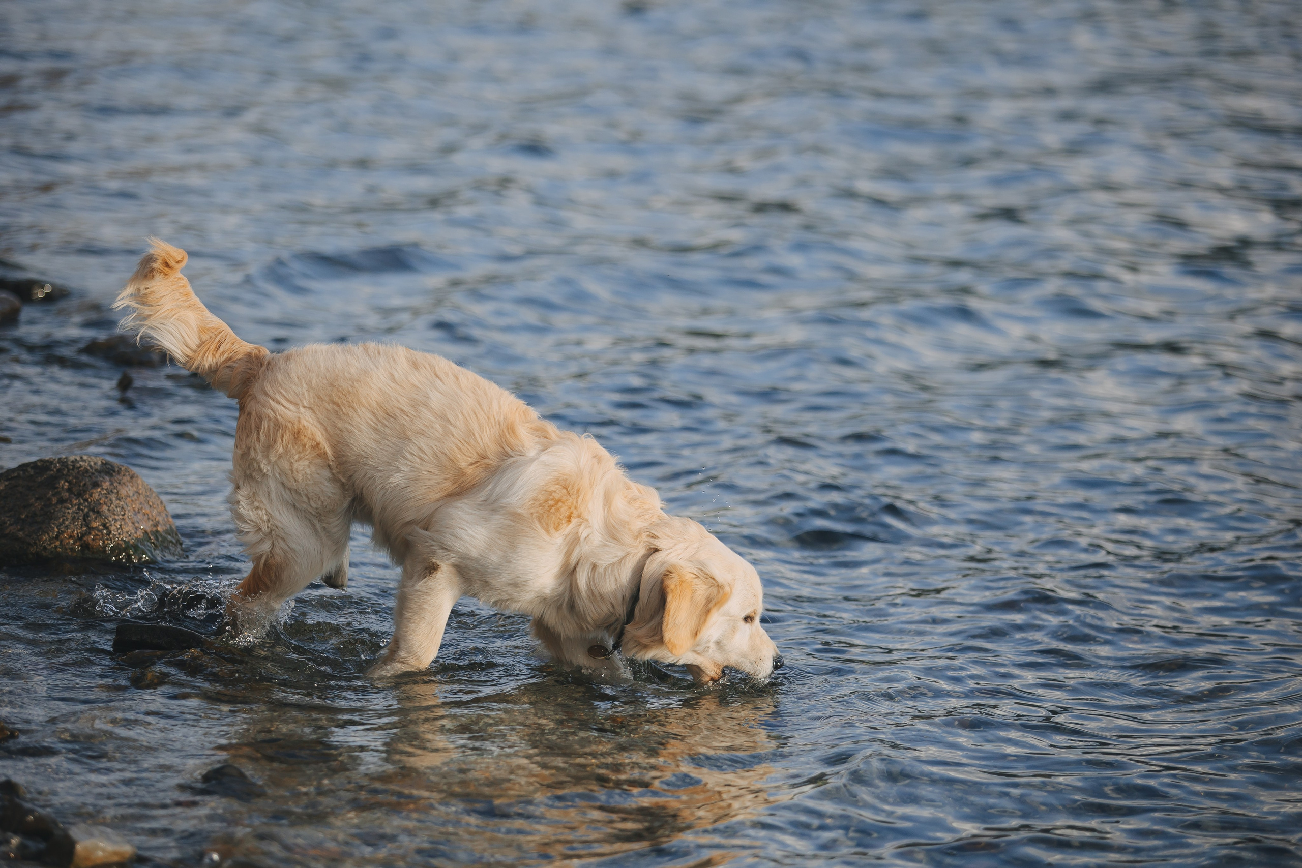 Снежик и Веста. Свадебный и женский фотограф
