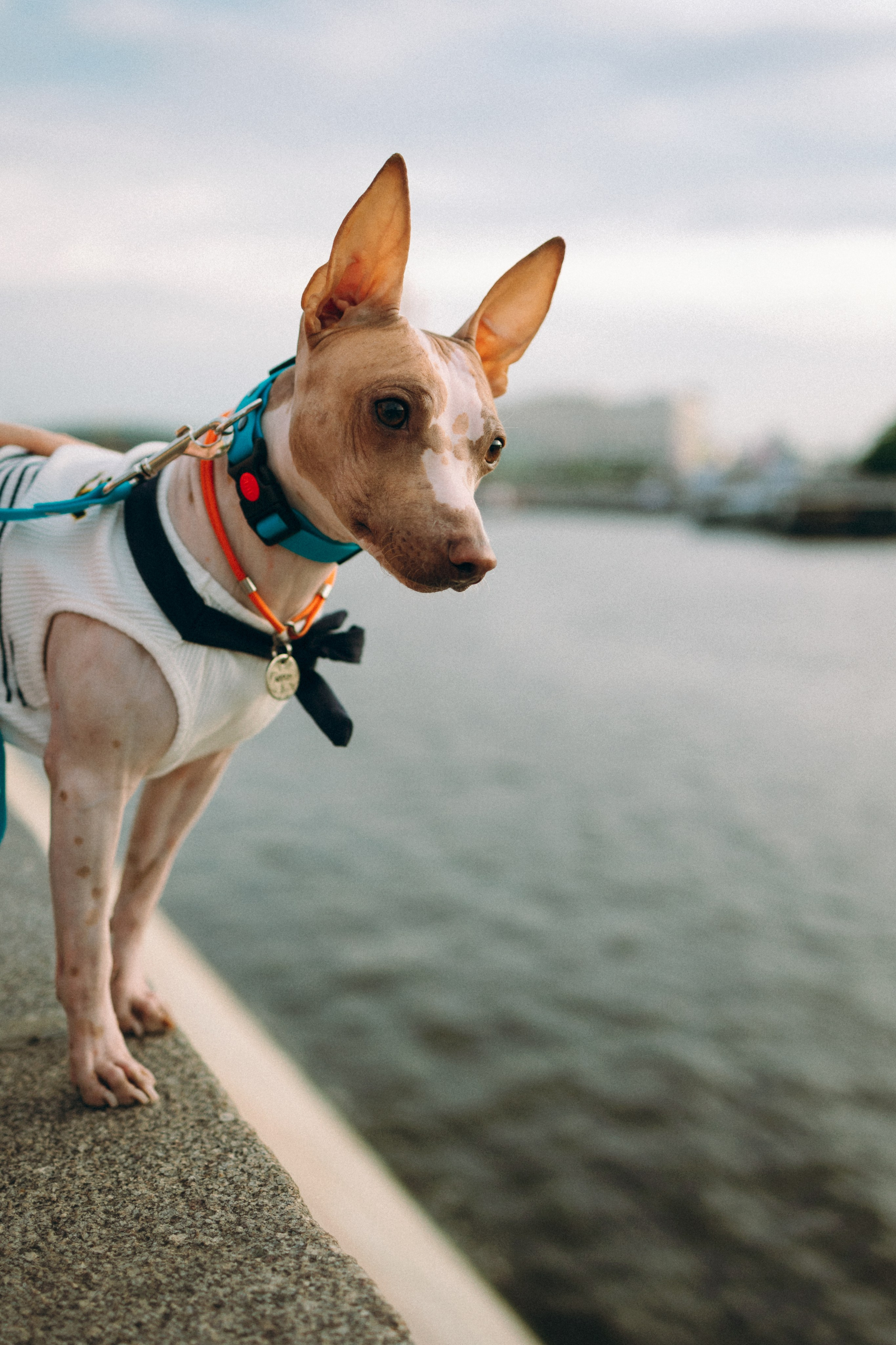 Глаша, Айрон, Ксюша и Оля. Фотограф анималист Анастасия Пикей