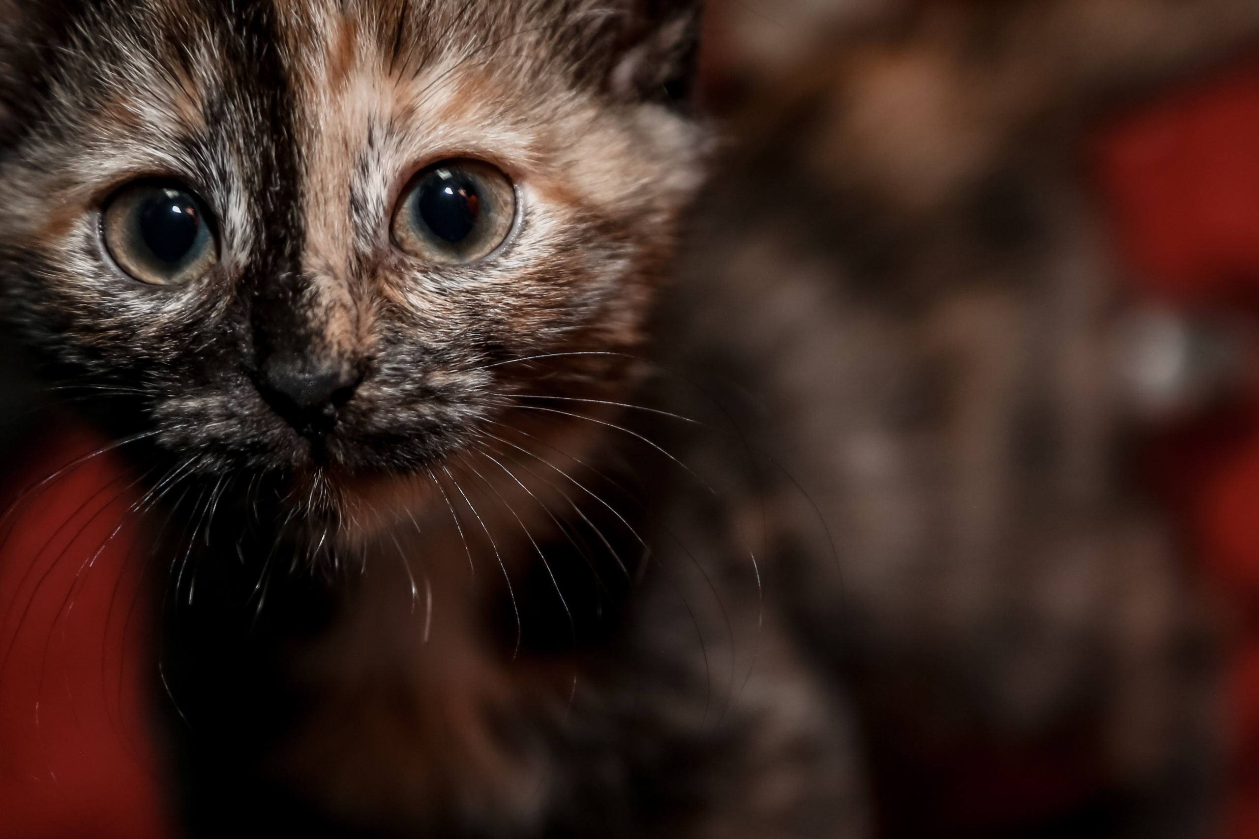 Приют Кошкин Дом Филимоша. Ваш фотограф в Оренбурге Рощупкина Екатерина