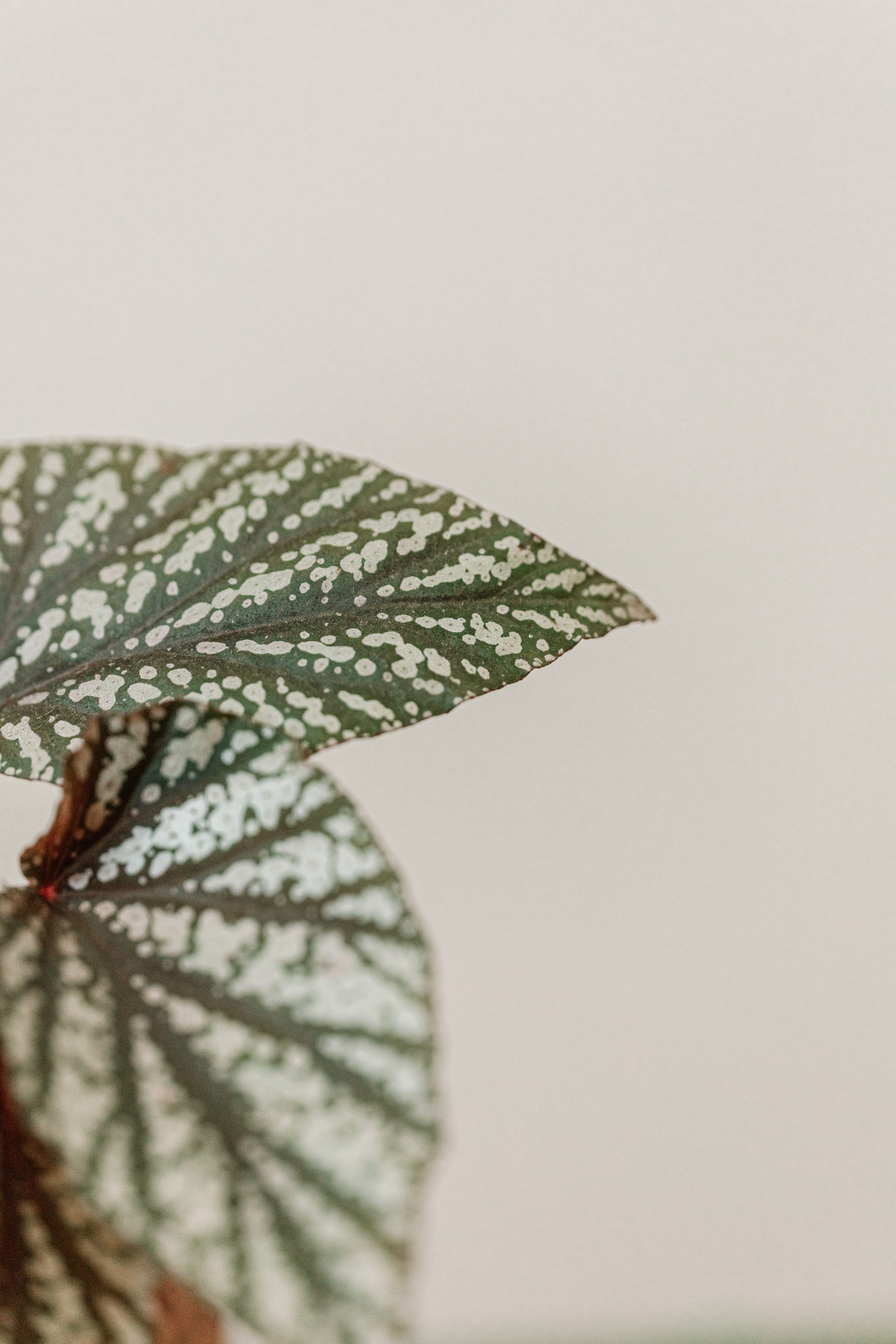 Предметная съёмка. Ozon. WB. Фотограф Олеся Кавлакан