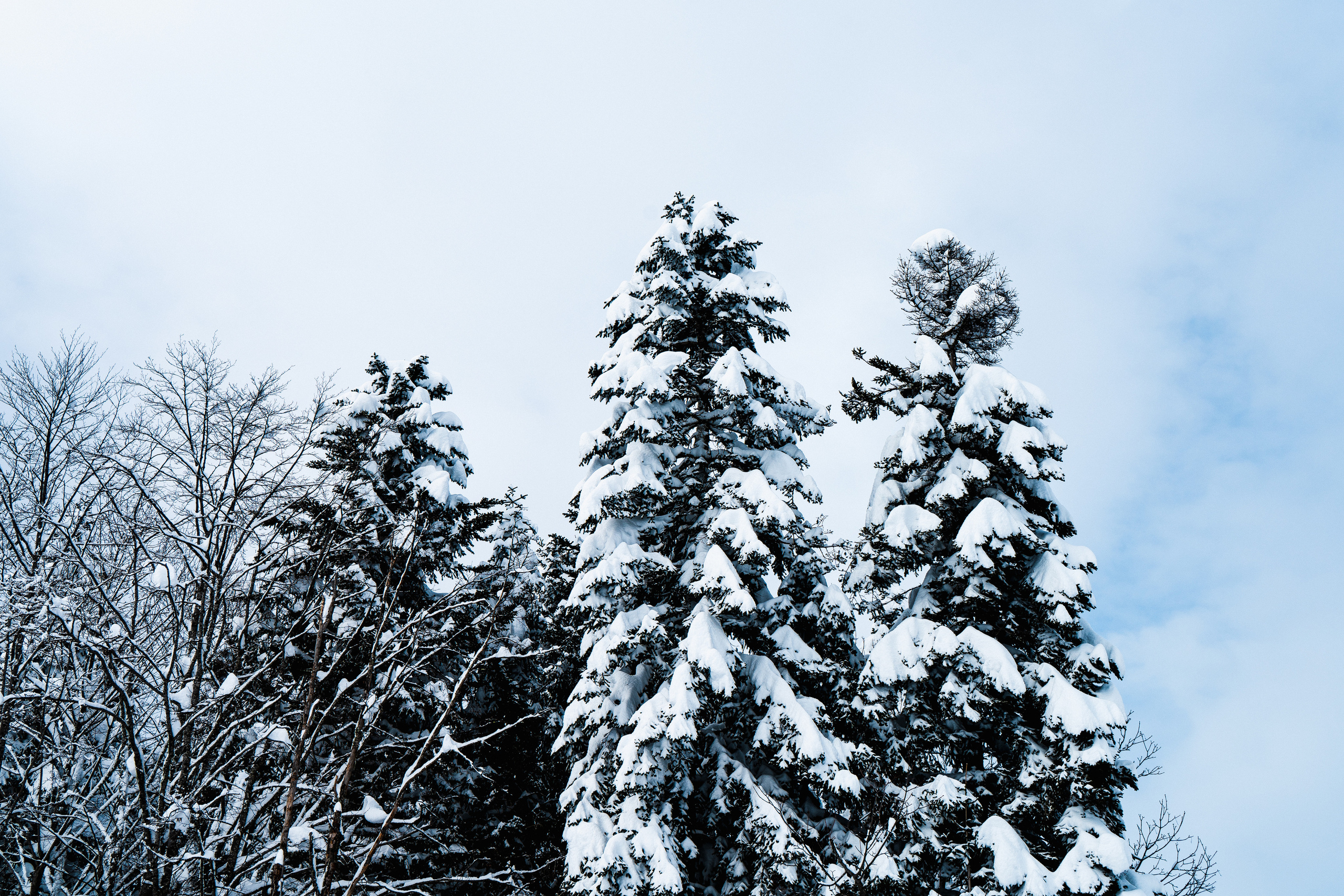 Роза Хутор. Свадебный и семейный фотограф/видеограф в Краснодаре Наталья Осинская