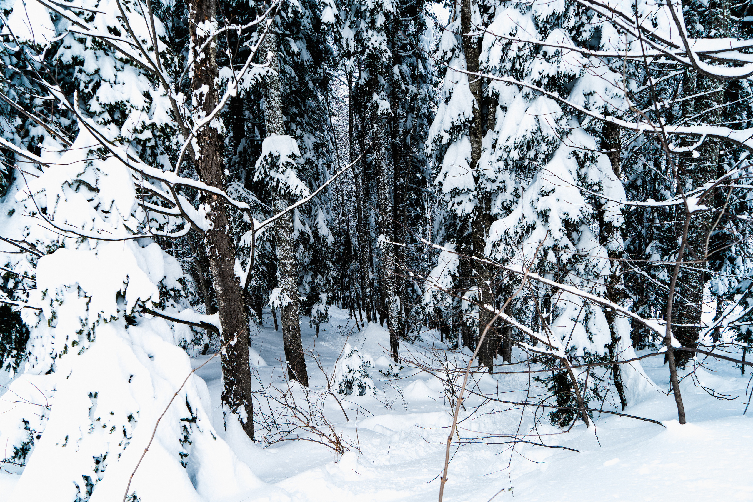 Роза Хутор. Свадебный и семейный фотограф/видеограф в Краснодаре Наталья Осинская