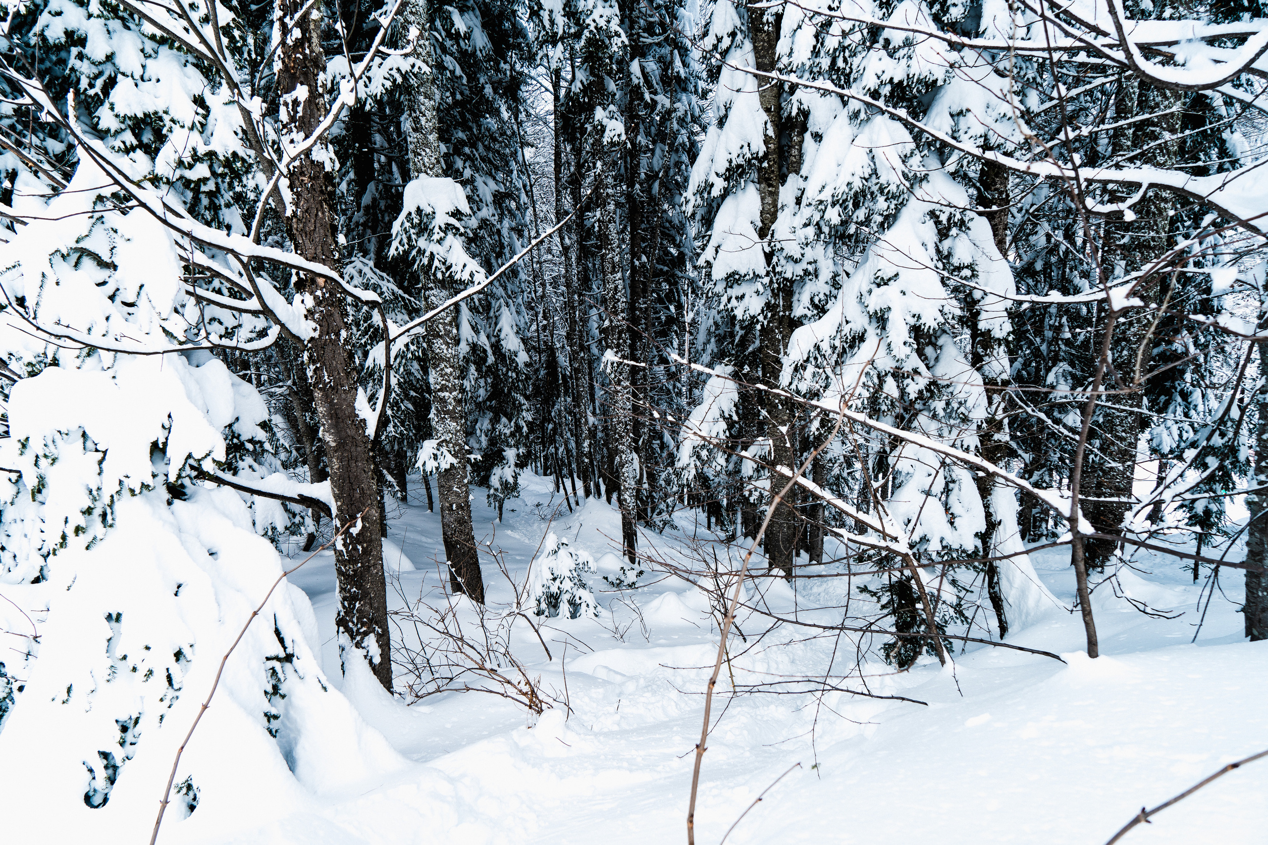Роза Хутор. Свадебный и семейный фотограф/видеограф в Краснодаре Наталья Осинская