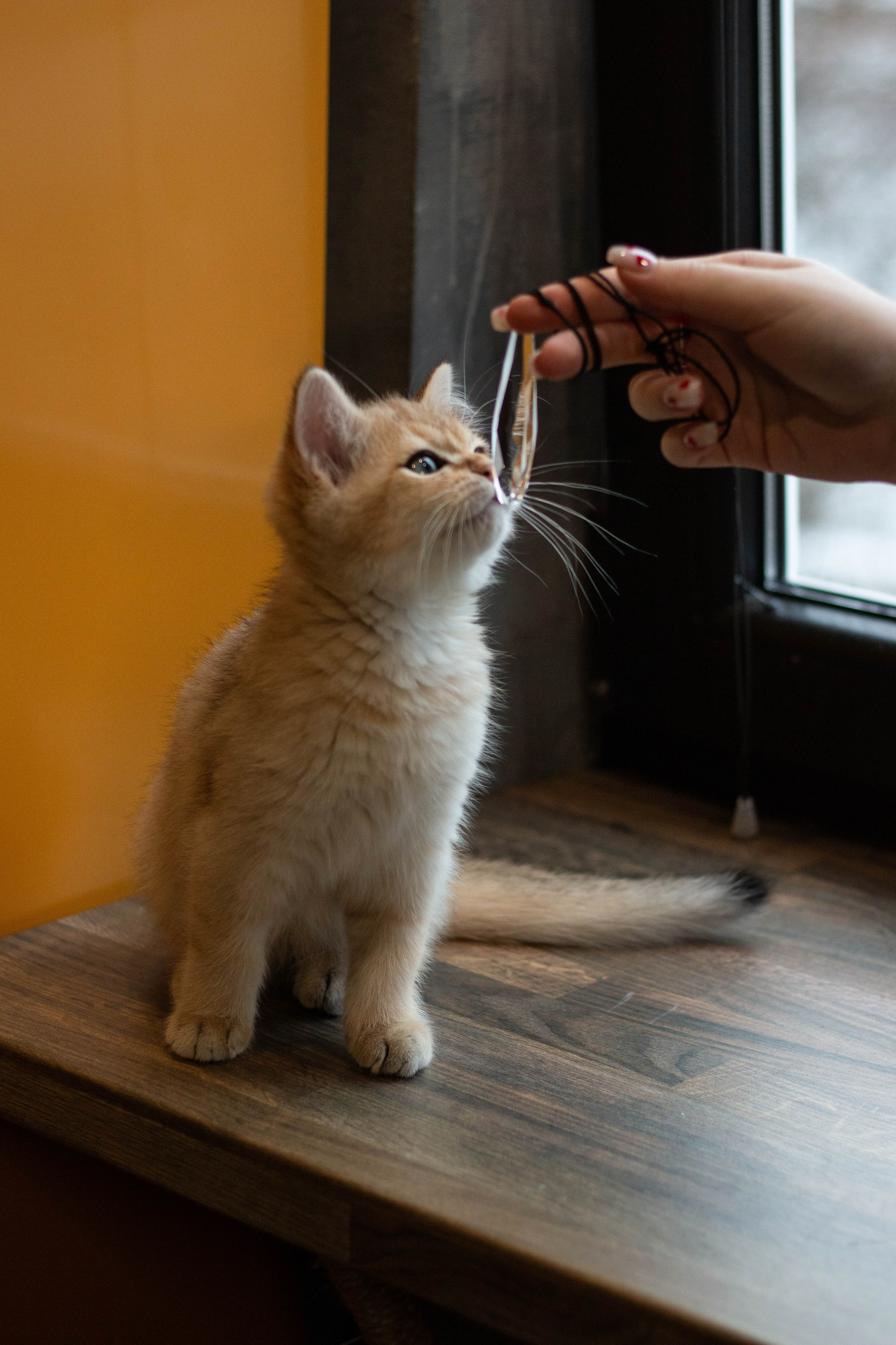 MILANA & RUFUS. Бережно сохраняю ваши чувства и истории на своих фотографиях