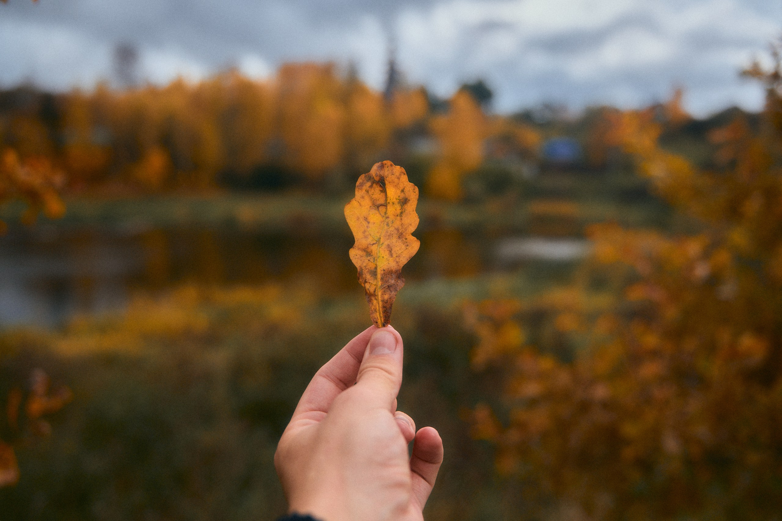 Краски осени в Торжке 2025