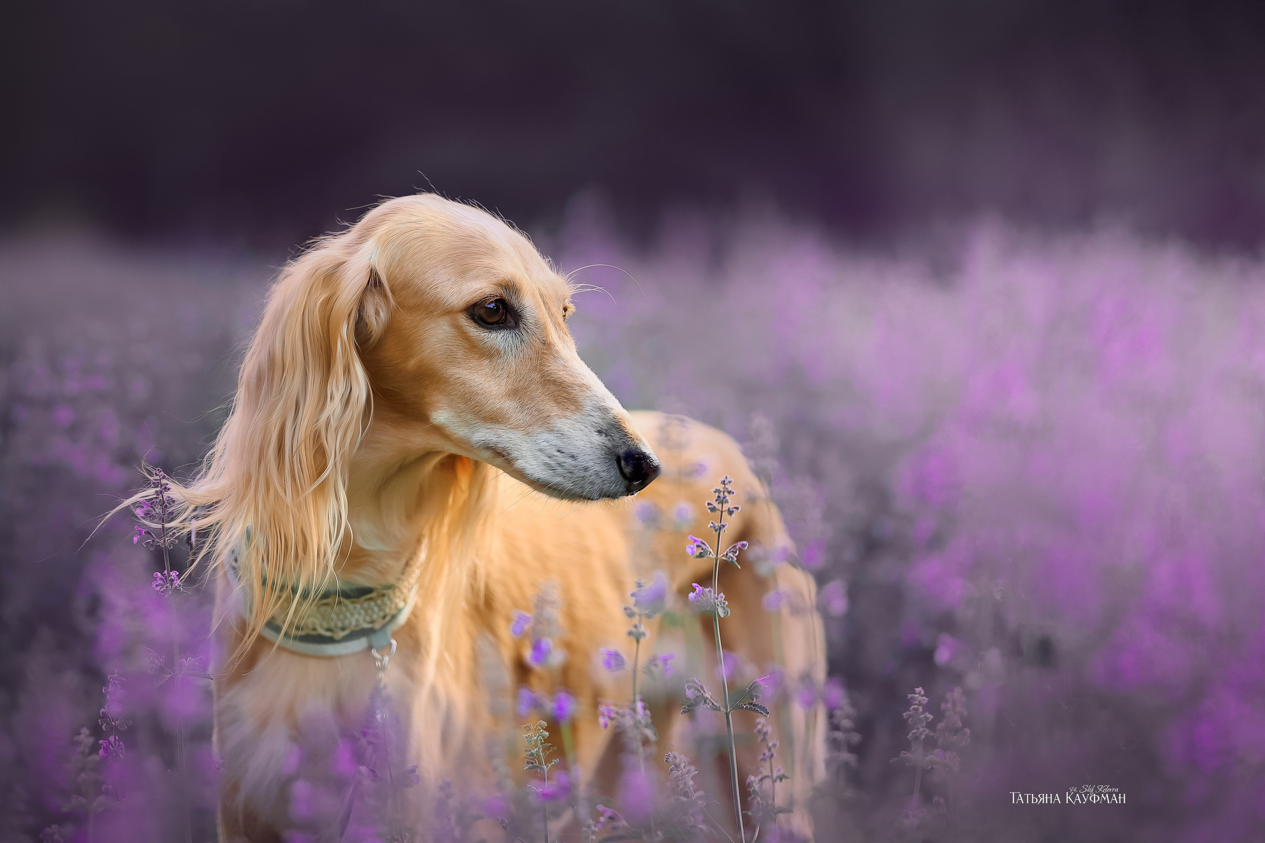 Салюки, фотография салюки, собака в цветах, красивая собака, фотограф анималист, фотокурс Анималистика, научиться фотографировать собак, фотограф Новосибирск
